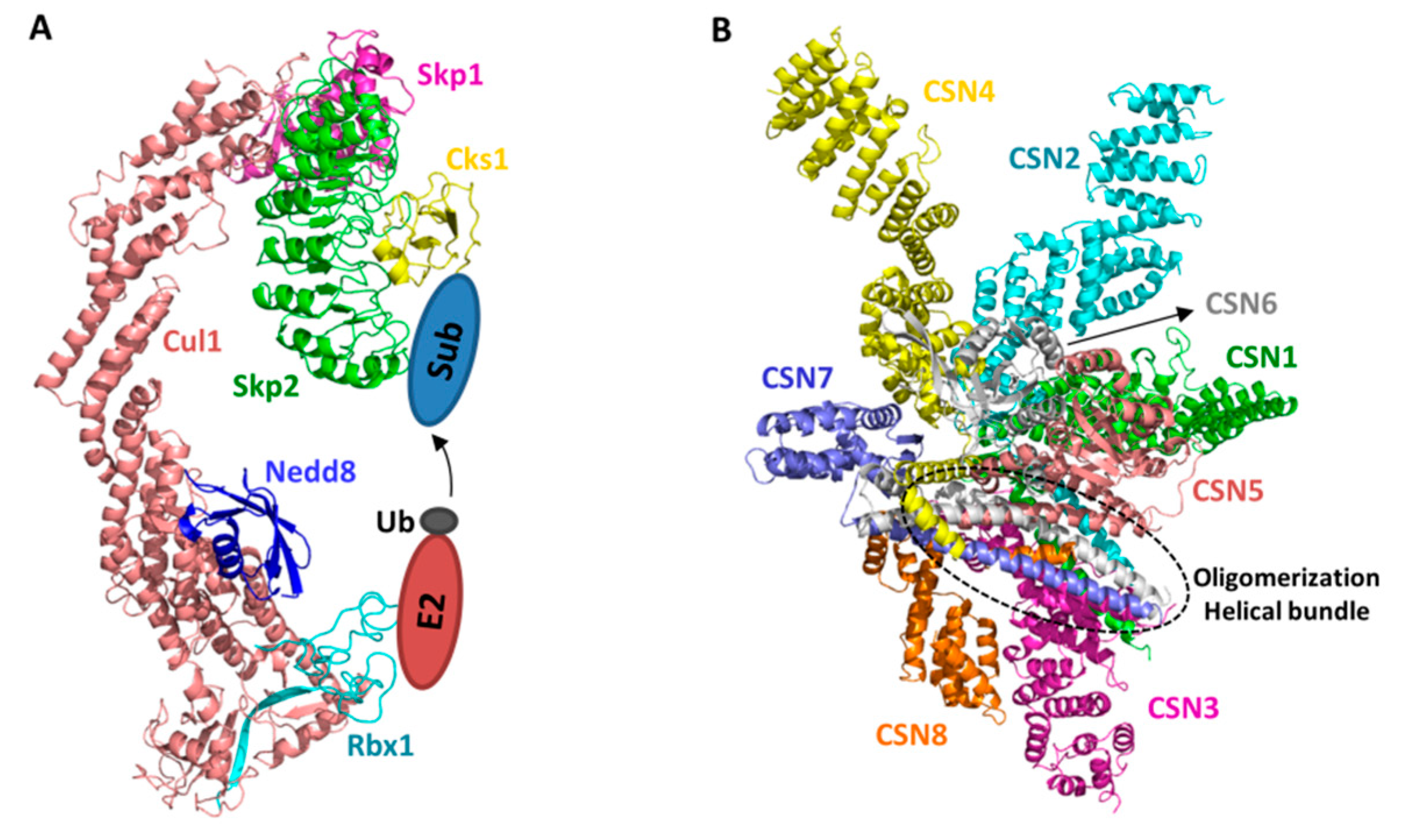 Biomolecules 09 00349 g001 Biomolecules 09 00349 g001