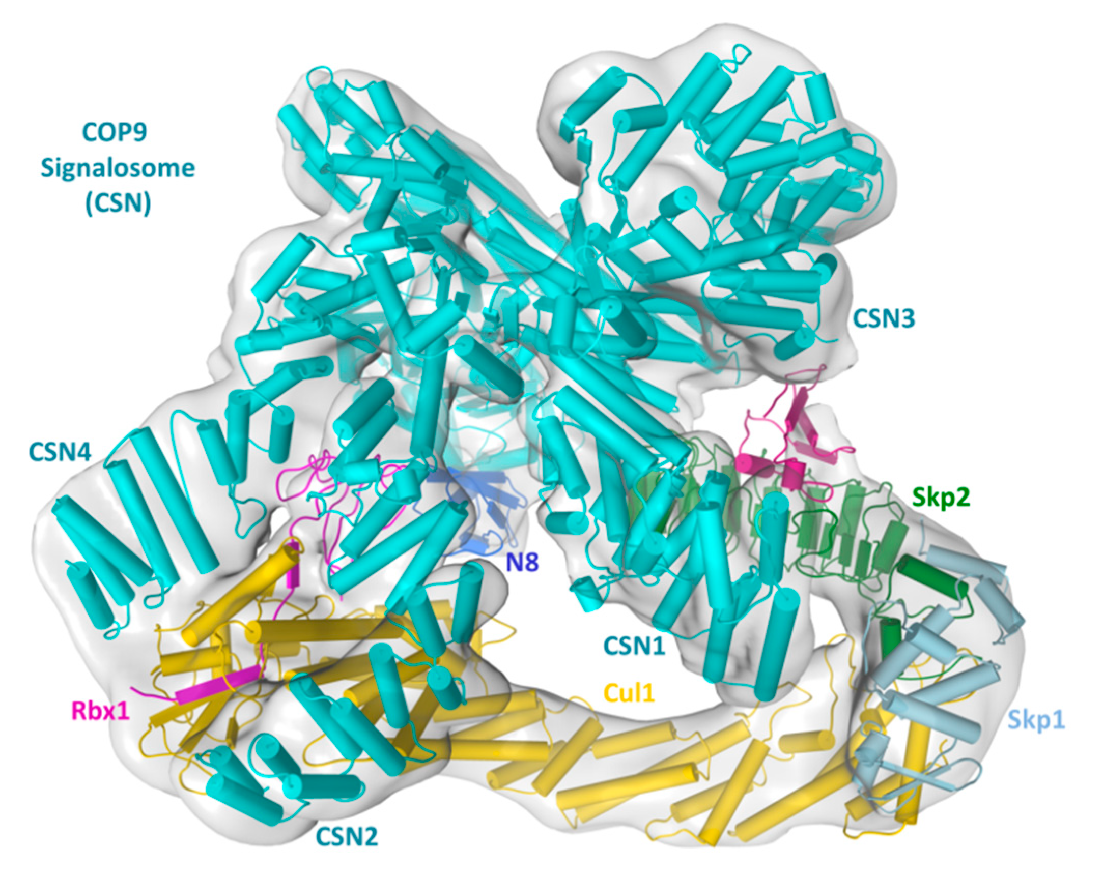 Biomolecules 09 00349 g002 Biomolecules 09 00349 g002