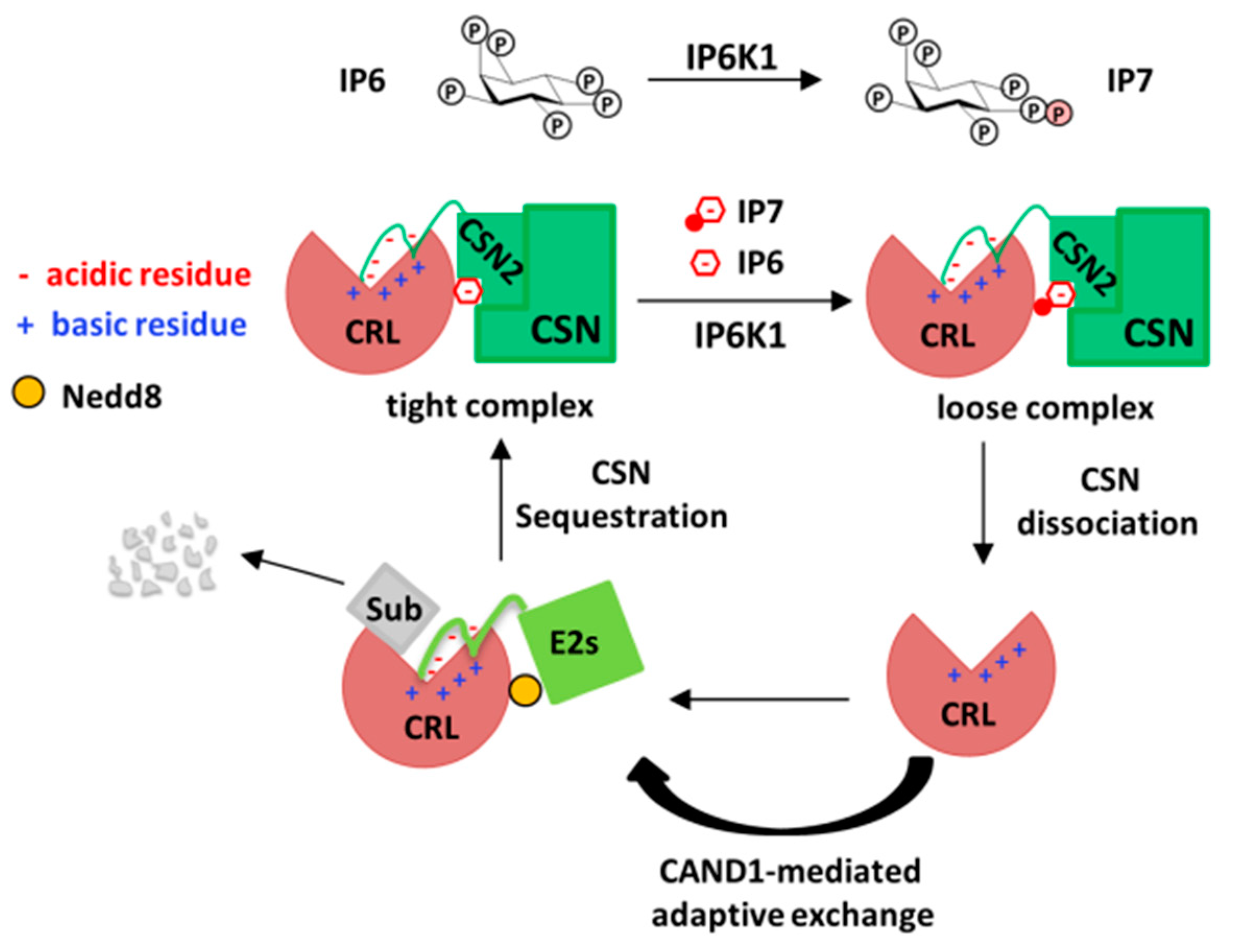 Biomolecules 09 00349 g003 Biomolecules 09 00349 g003