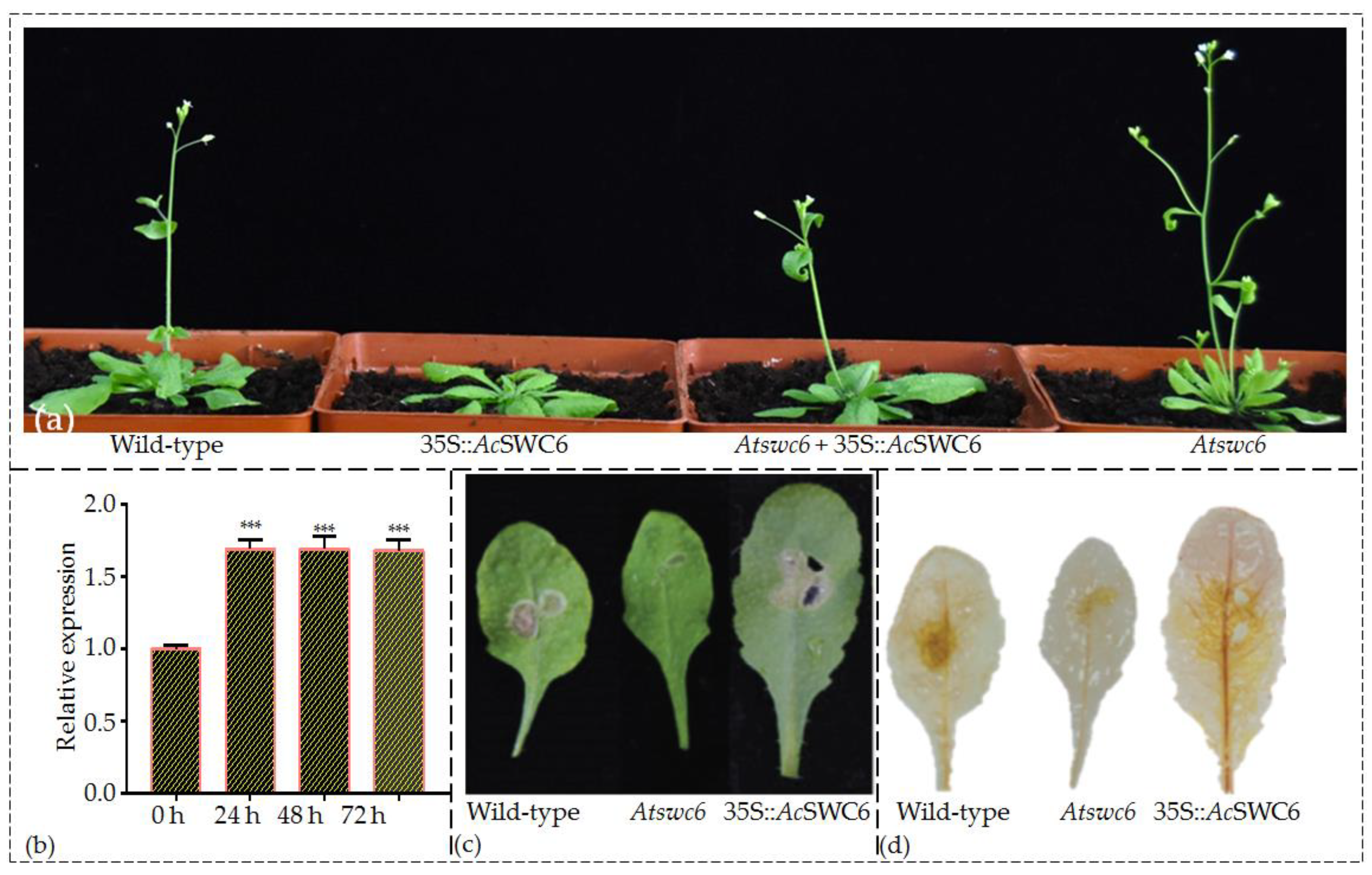 Biomolecules 09 00364 g007 Biomolecules 09 00364 g007