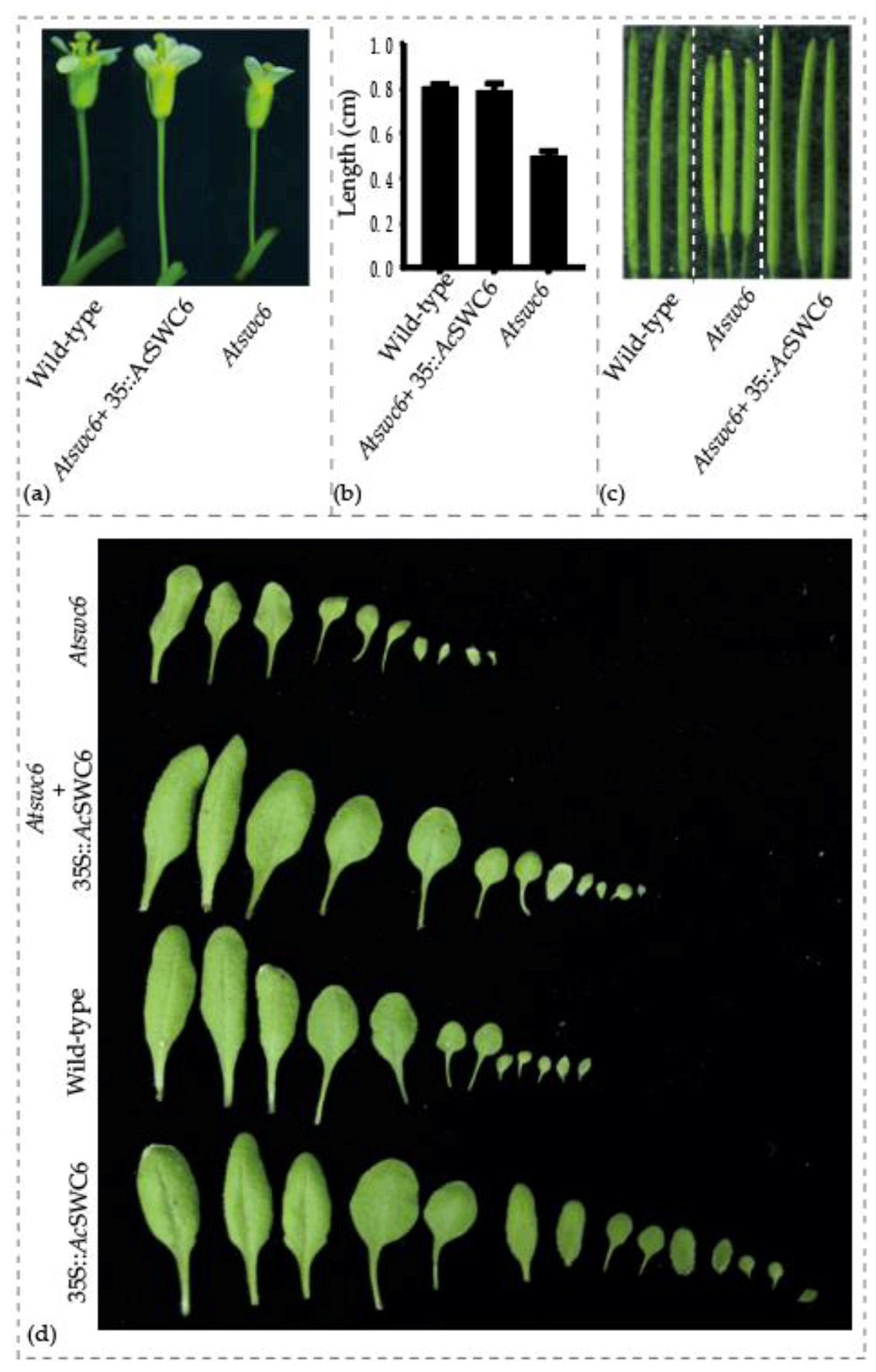 Biomolecules 09 00364 g010 Biomolecules 09 00364 g010