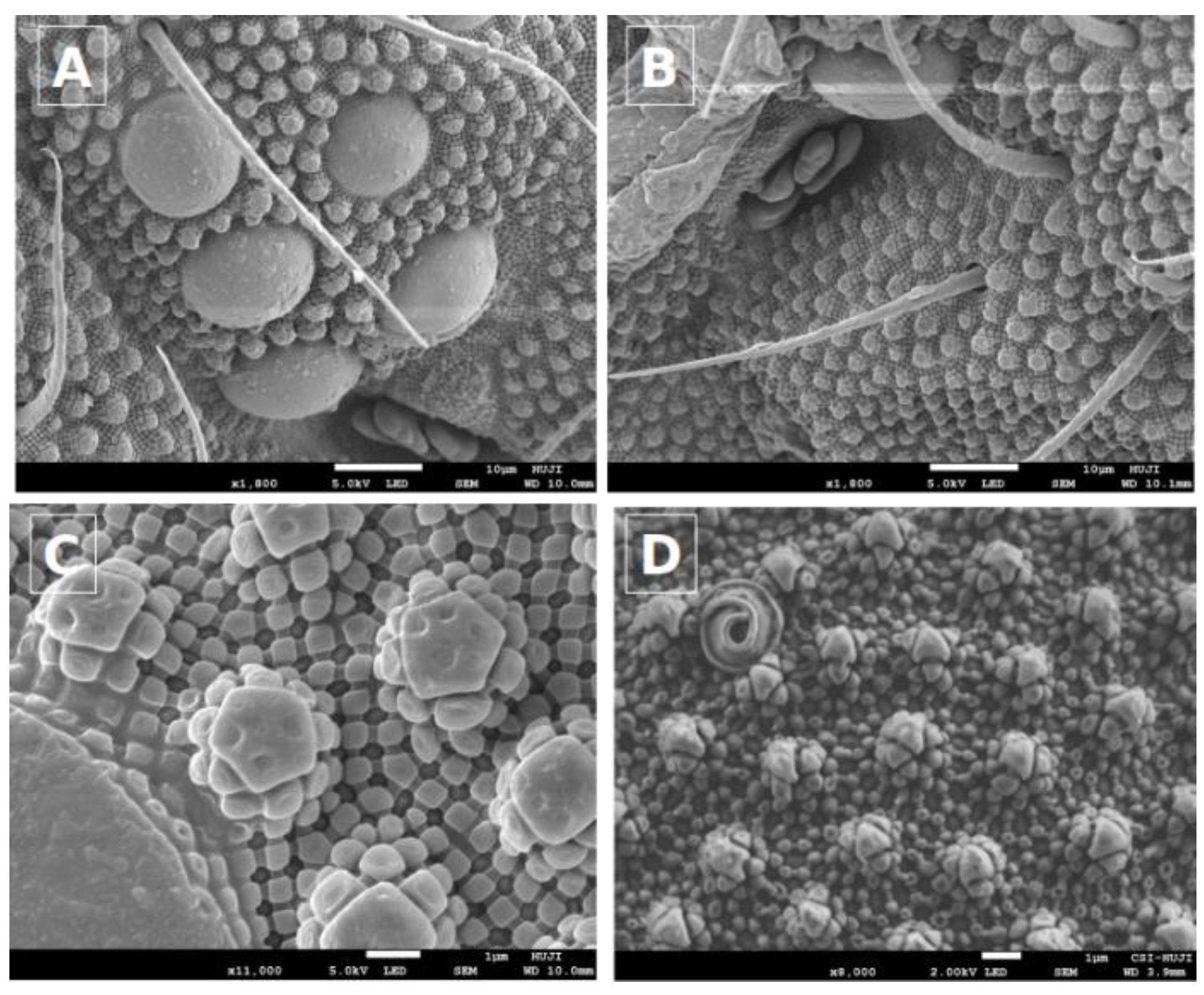 Biomolecules 09 00532 g004