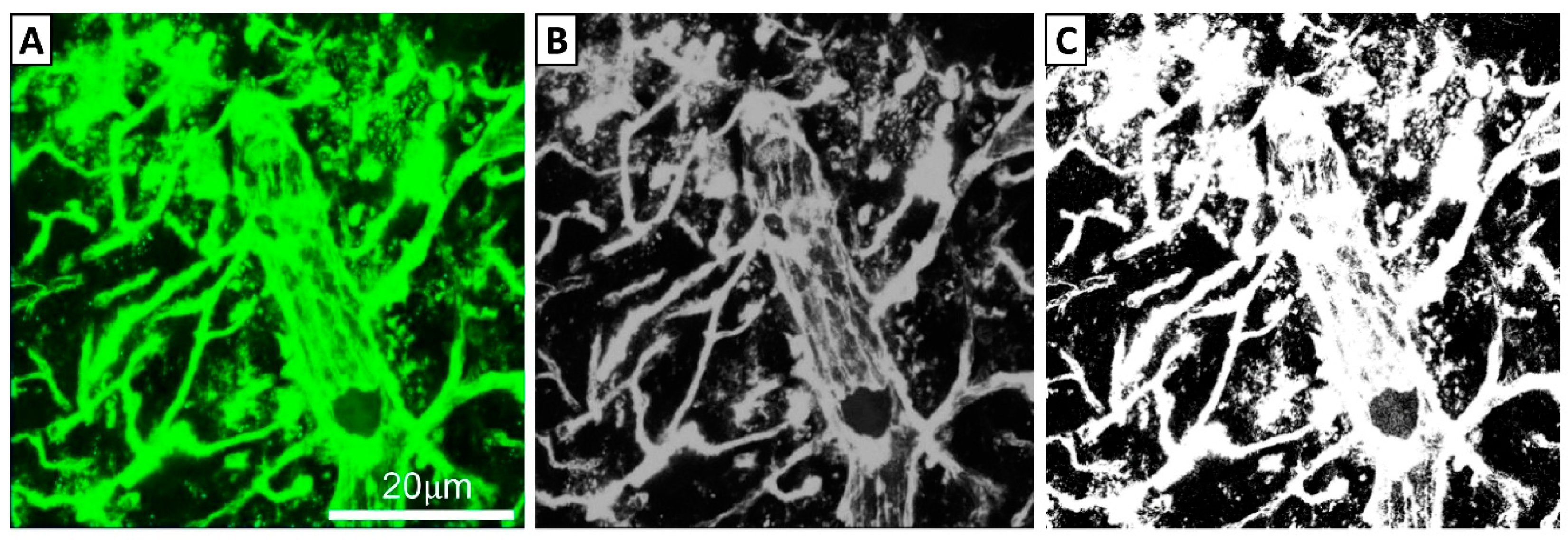 Biomolecules 09 00564 g001