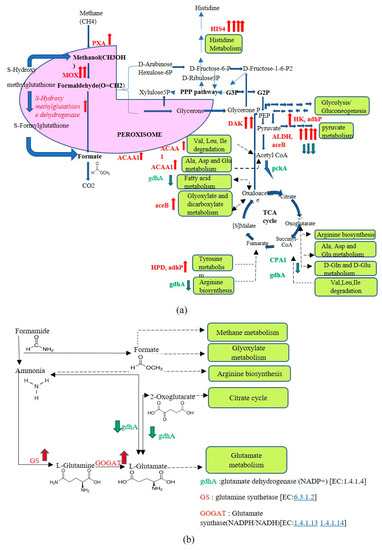 Scale-up production of HSA in a bioreactor. (a) Propagation of