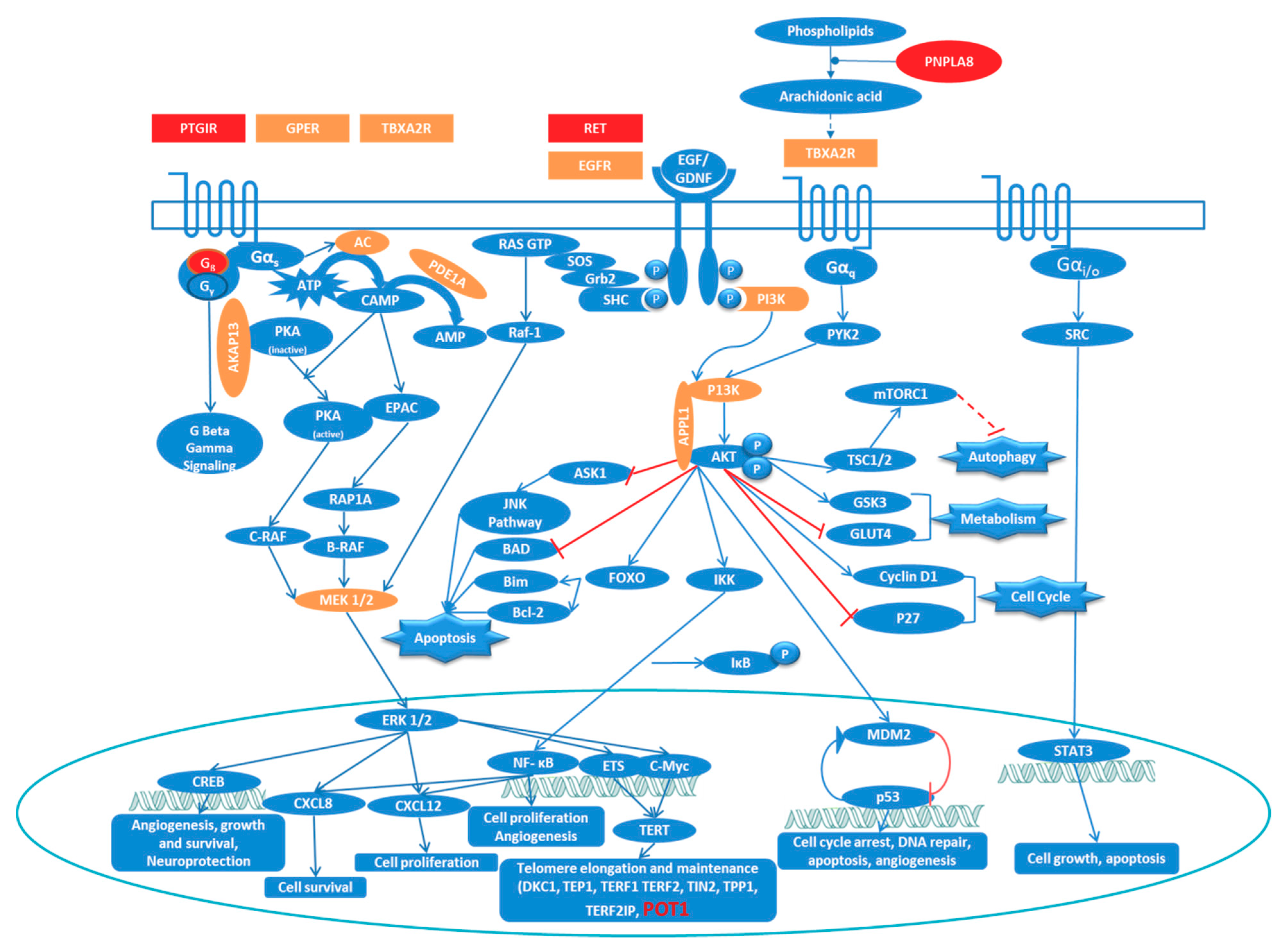 Biomolecules 09 00605 g005 Biomolecules 09 00605 g005