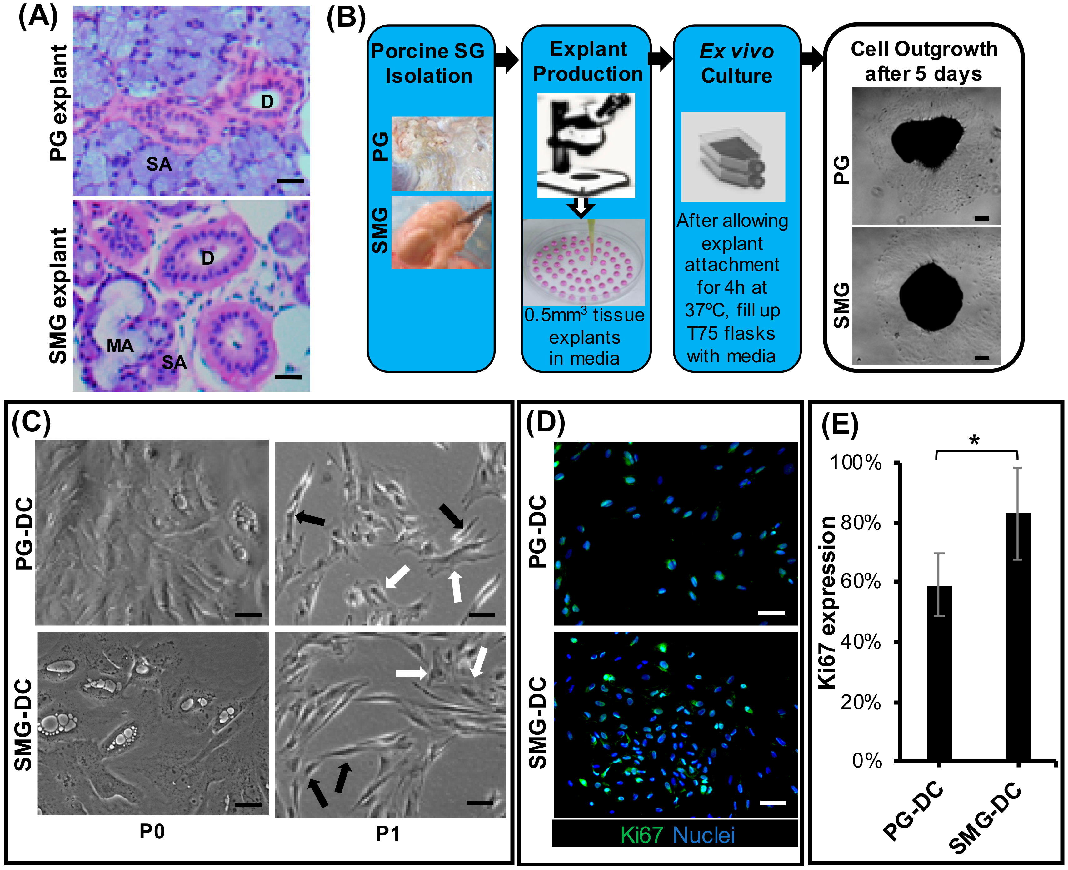 Biomolecules Free Full Text Strategies For Developing Functional Secretory Epithelia From Porcine Salivary Gland Explant Outgrowth Culture Models Html