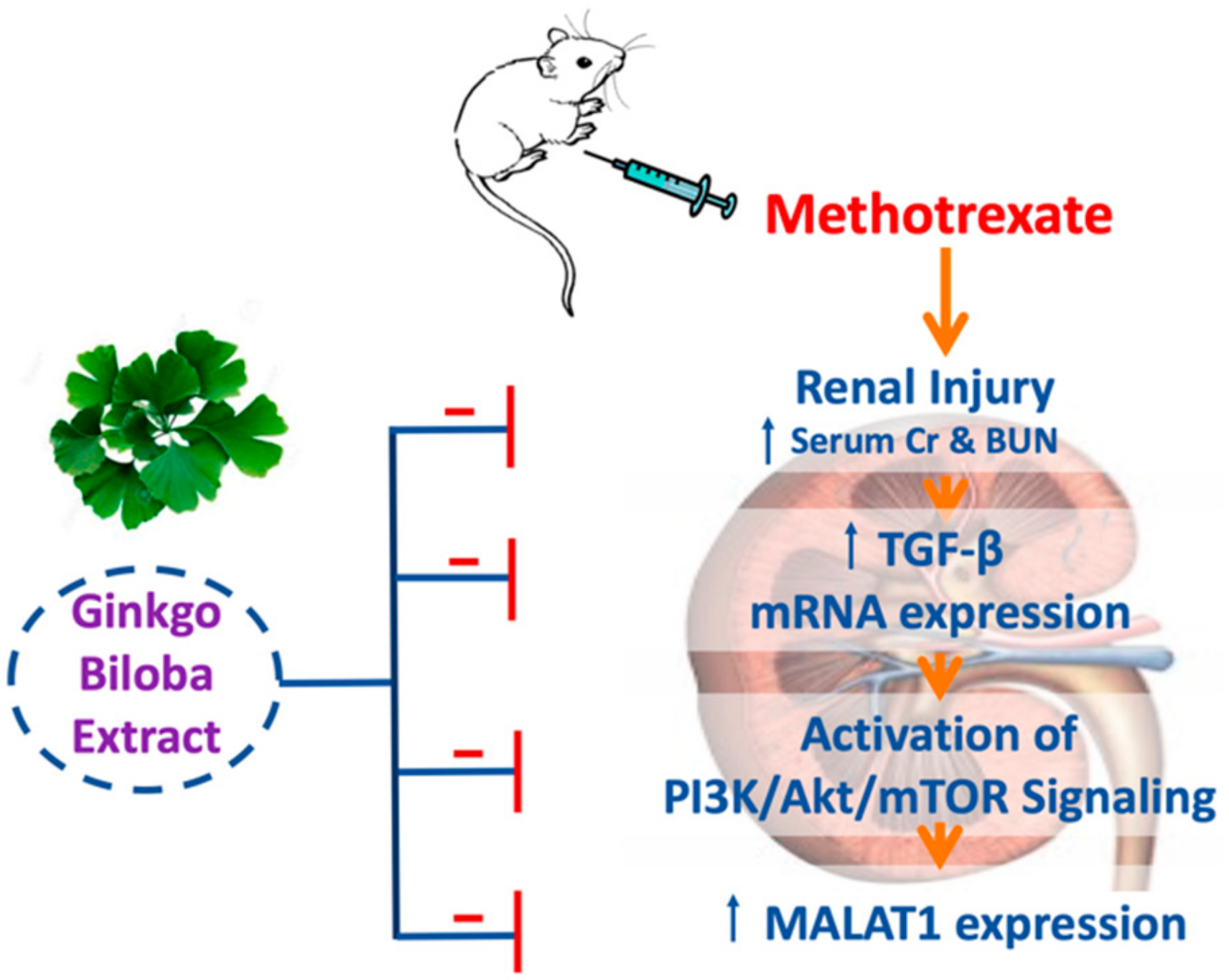 Biomolecules | Free Full-Text | Ginkgo Biloba Extract Alleviates  Methotrexate-Induced Renal Injury: New Impact on PI3K/Akt/mTOR Signaling  and MALAT1 Expression | HTML