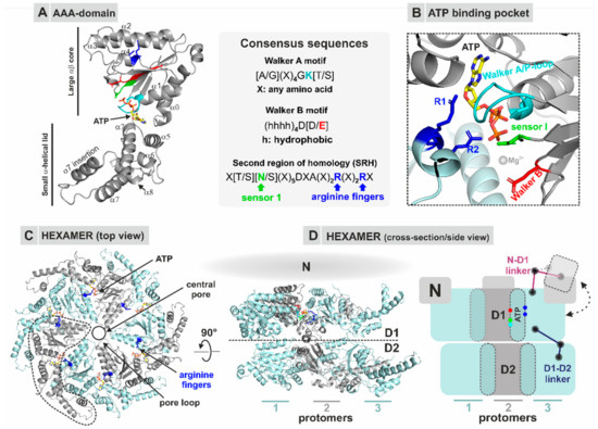 Biomolecules Special Issue a Proteins In Health And Disease Structure Physiological Function And Mechanisms Of Action