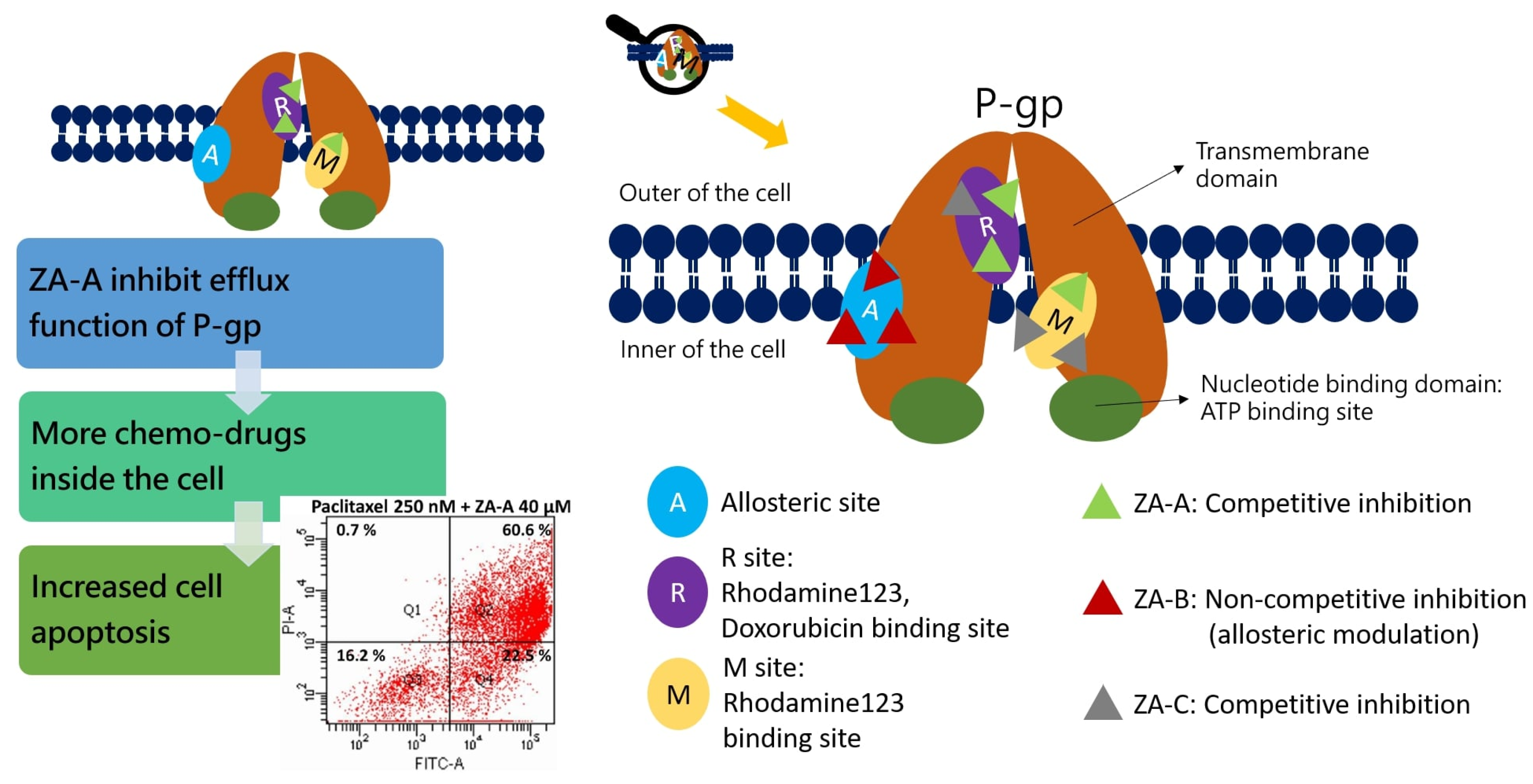 Biomolecules 09 00759 g005 Biomolecules 09 00759 g005