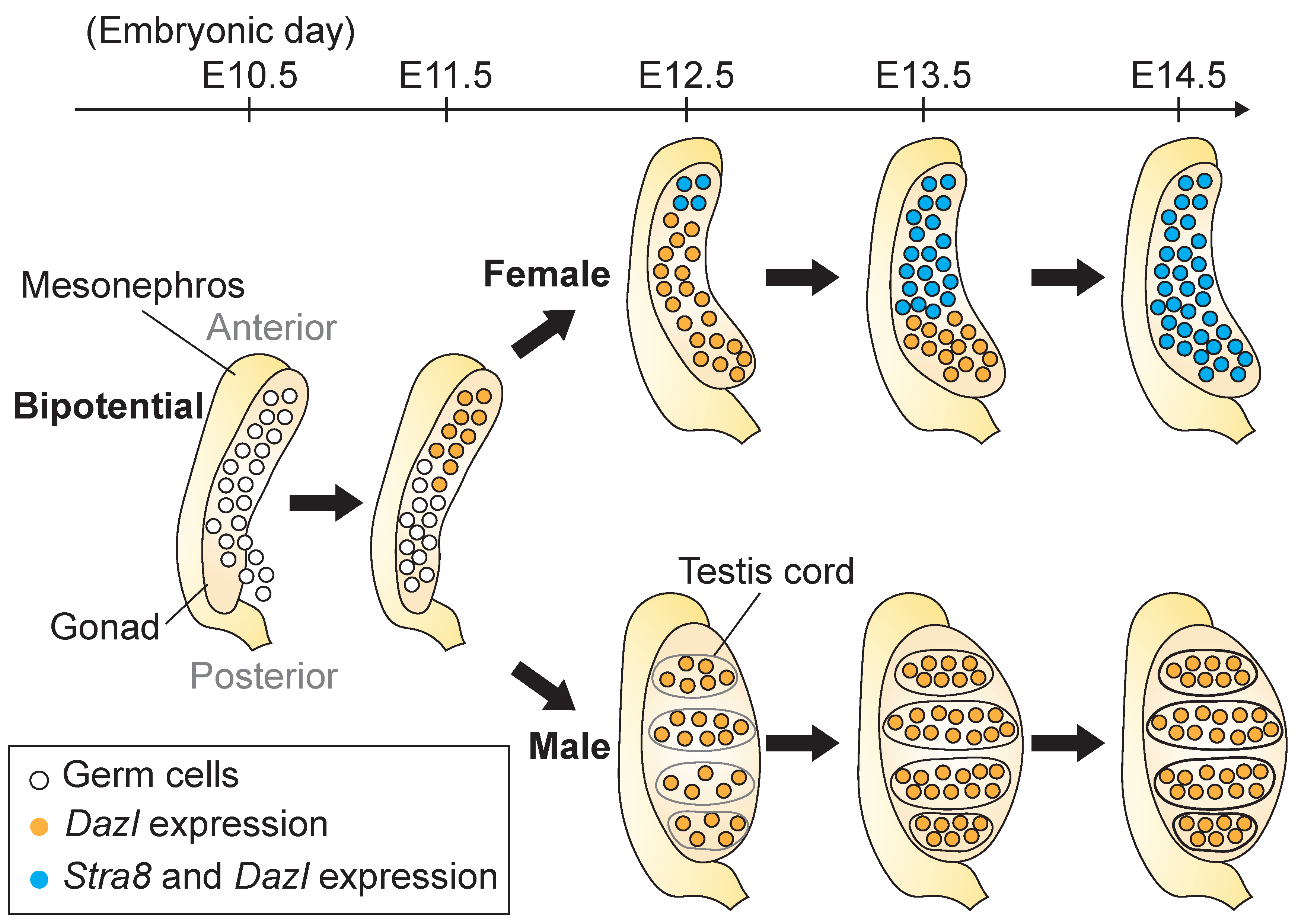 Biomolecules 09 00775 g001 Biomolecules 09 00775 g001