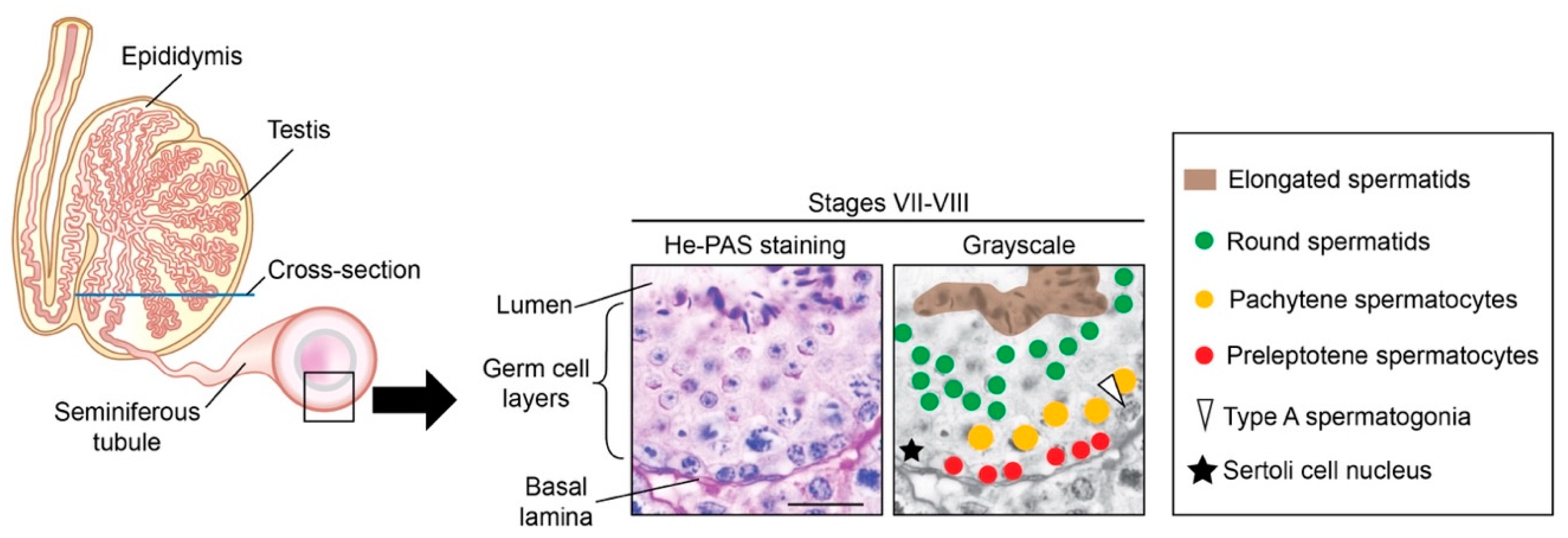 Biomolecules 09 00775 g003 Biomolecules 09 00775 g003