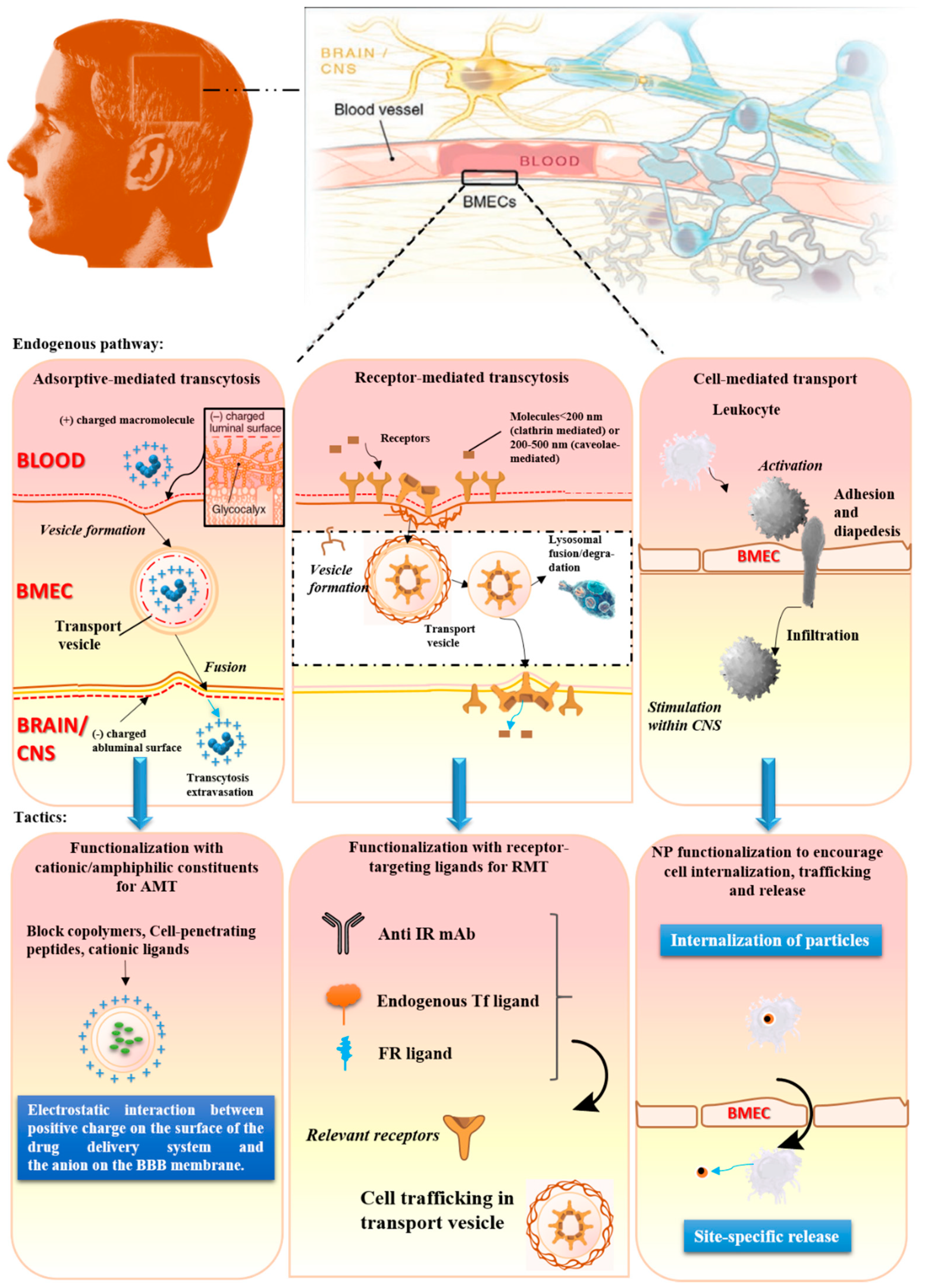 Biomolecules 09 00790 g002