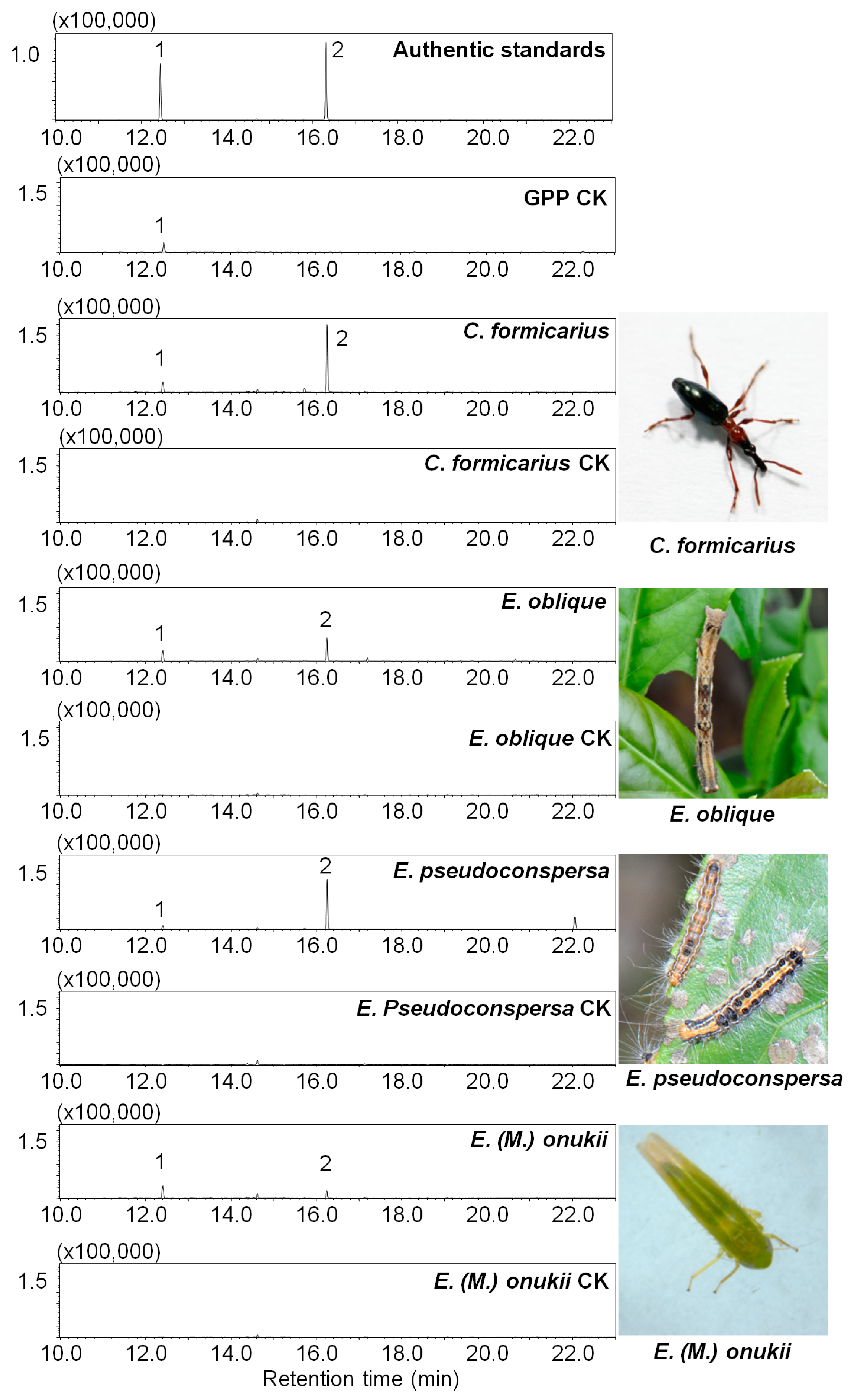 Biomolecules Free Full Text Characterization Of Terpene Synthase From Tea Green Leafhopper Being Involved In Formation Of Geraniol In Tea Camellia Sinensis Leaves And Potential Effect Of Geraniol On Insect Derived Endobacteria