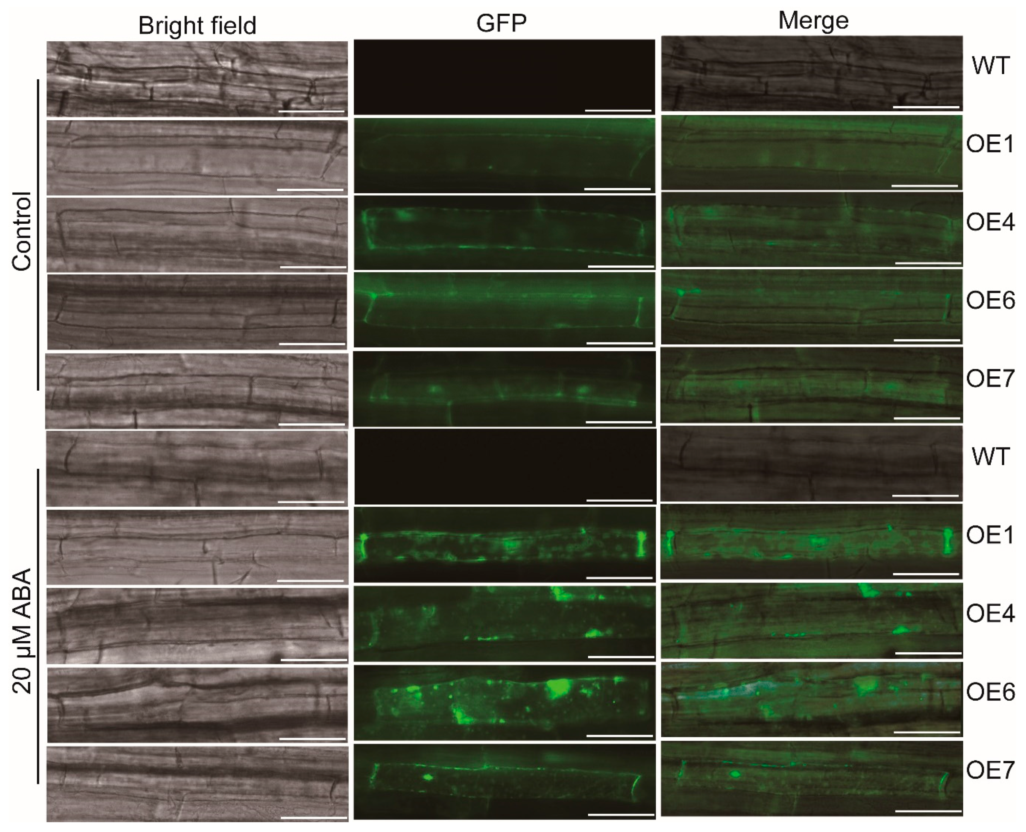 Biomolecules 09 00814 g007 Biomolecules 09 00814 g007