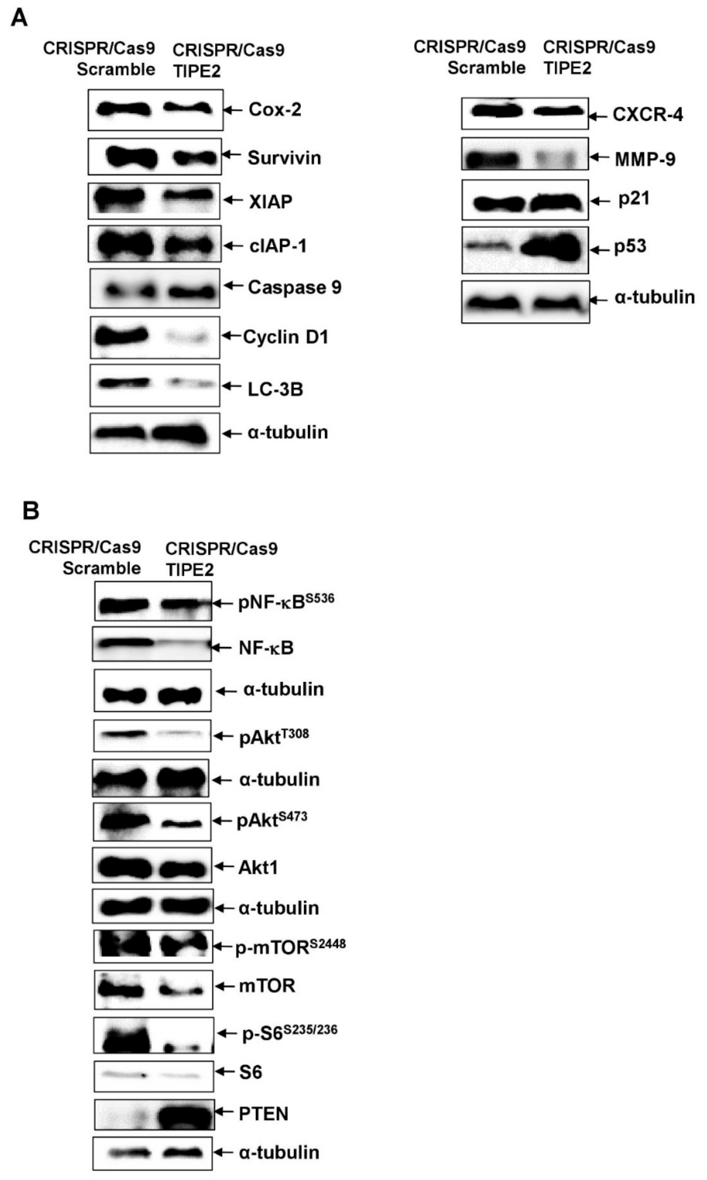 Biomolecules 09 00836 g004 Biomolecules 09 00836 g004