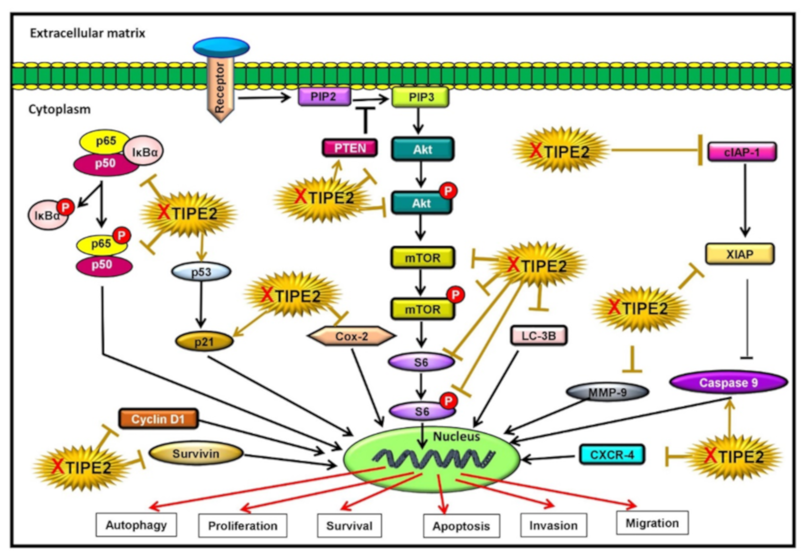 Biomolecules 09 00836 g009 Biomolecules 09 00836 g009