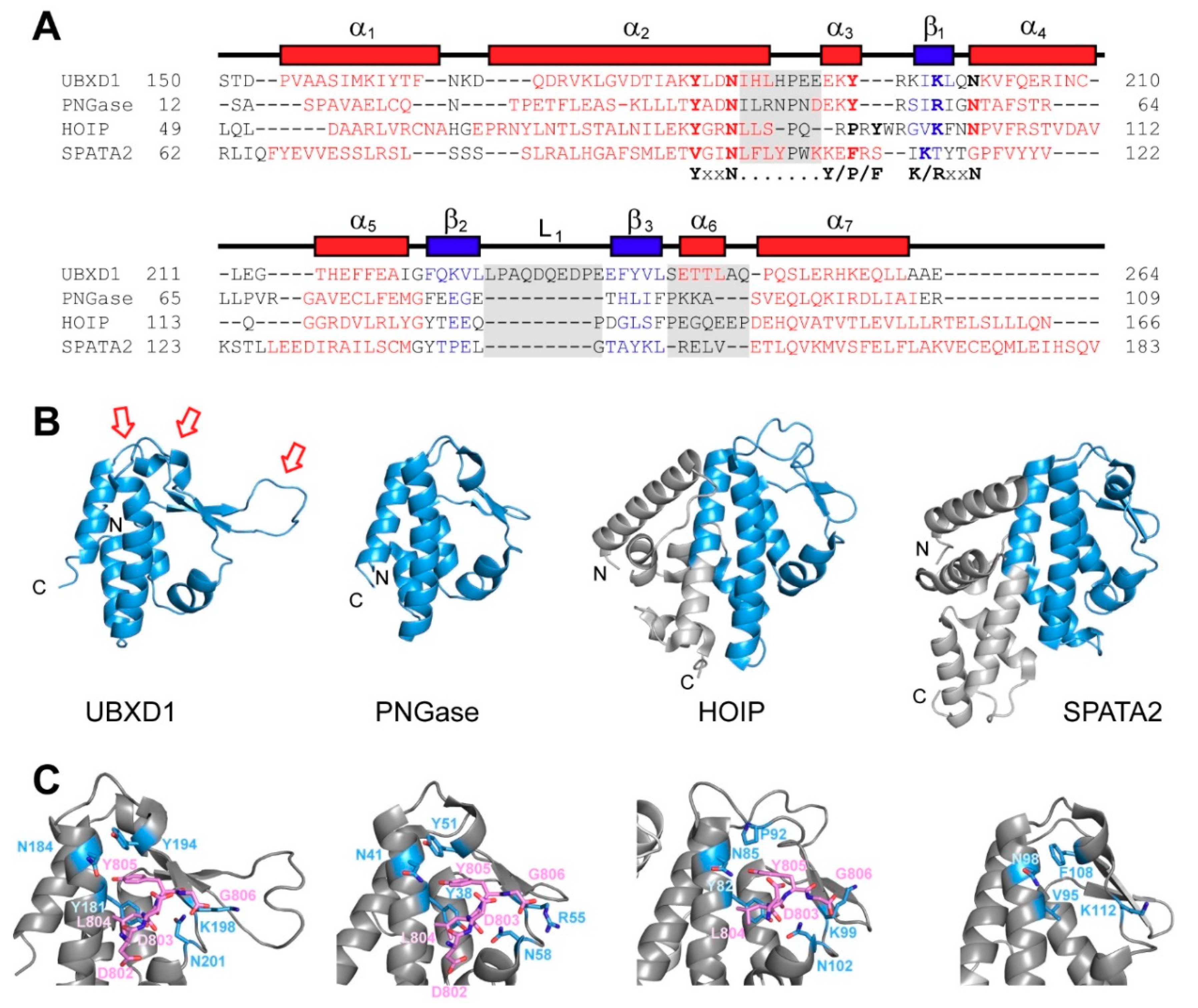 Biomolecules | Free Full-Text | Structure Of The PUB Domain From ...