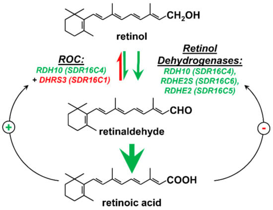 Biomolecules | Free Full-Text | Generation of Retinaldehyde for Retinoic  Acid Biosynthesis | HTML