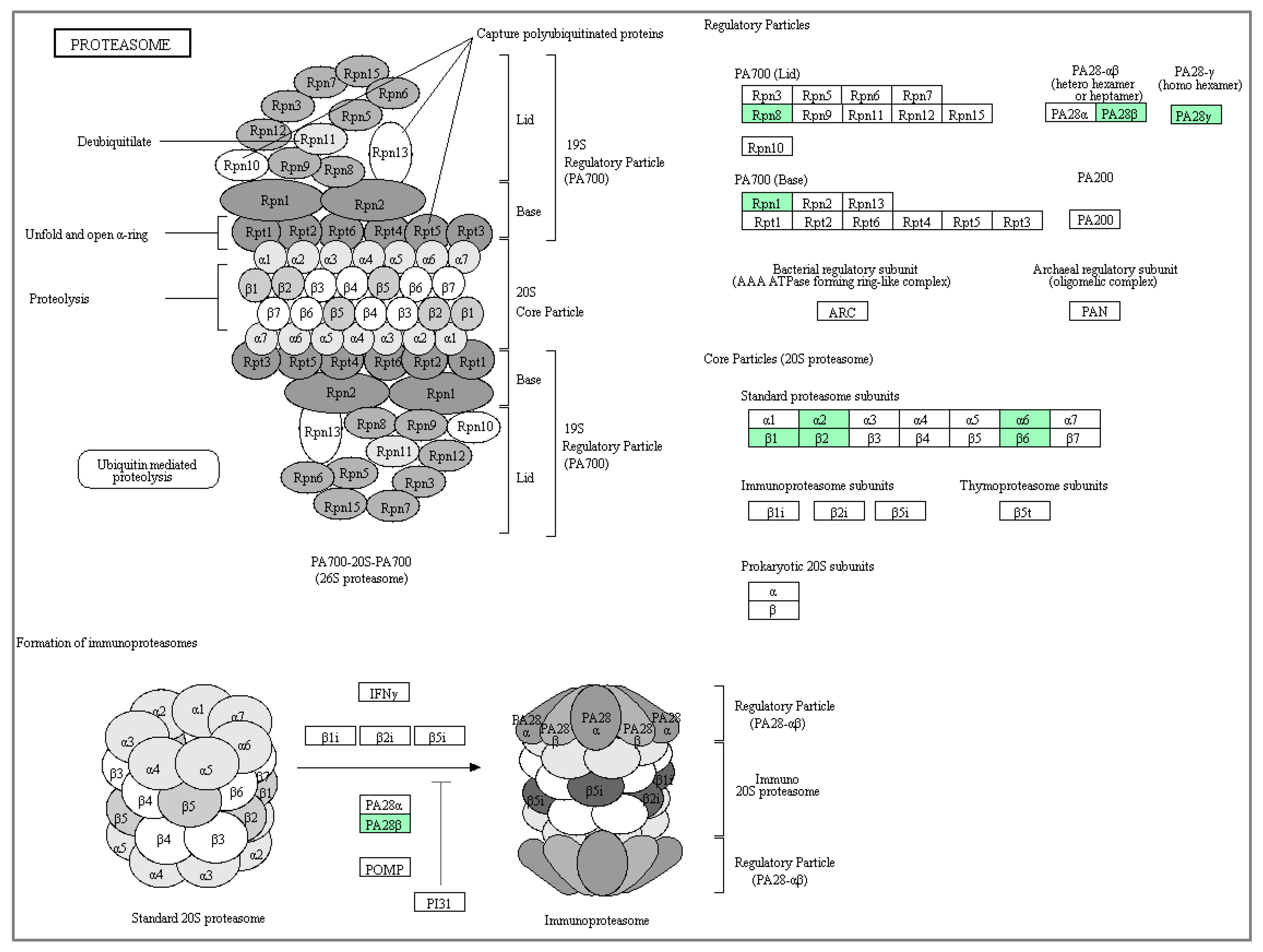 Biomolecules 10 00019 g006 Biomolecules 10 00019 g006