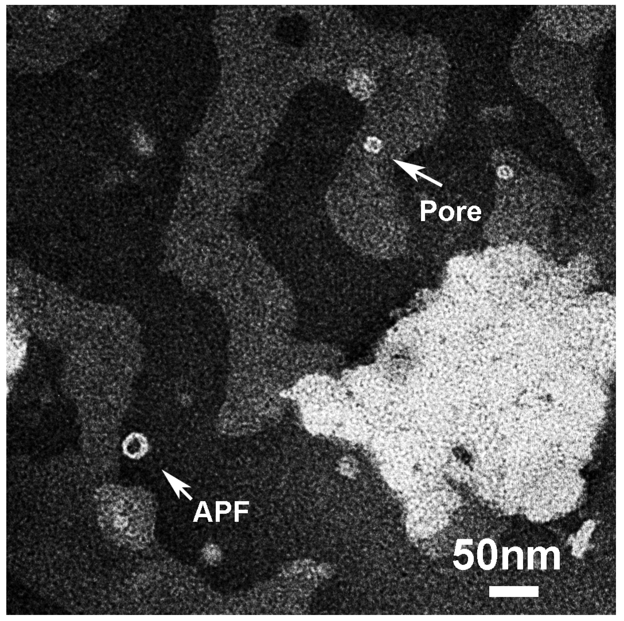 Biomolecules 10 00058 g008