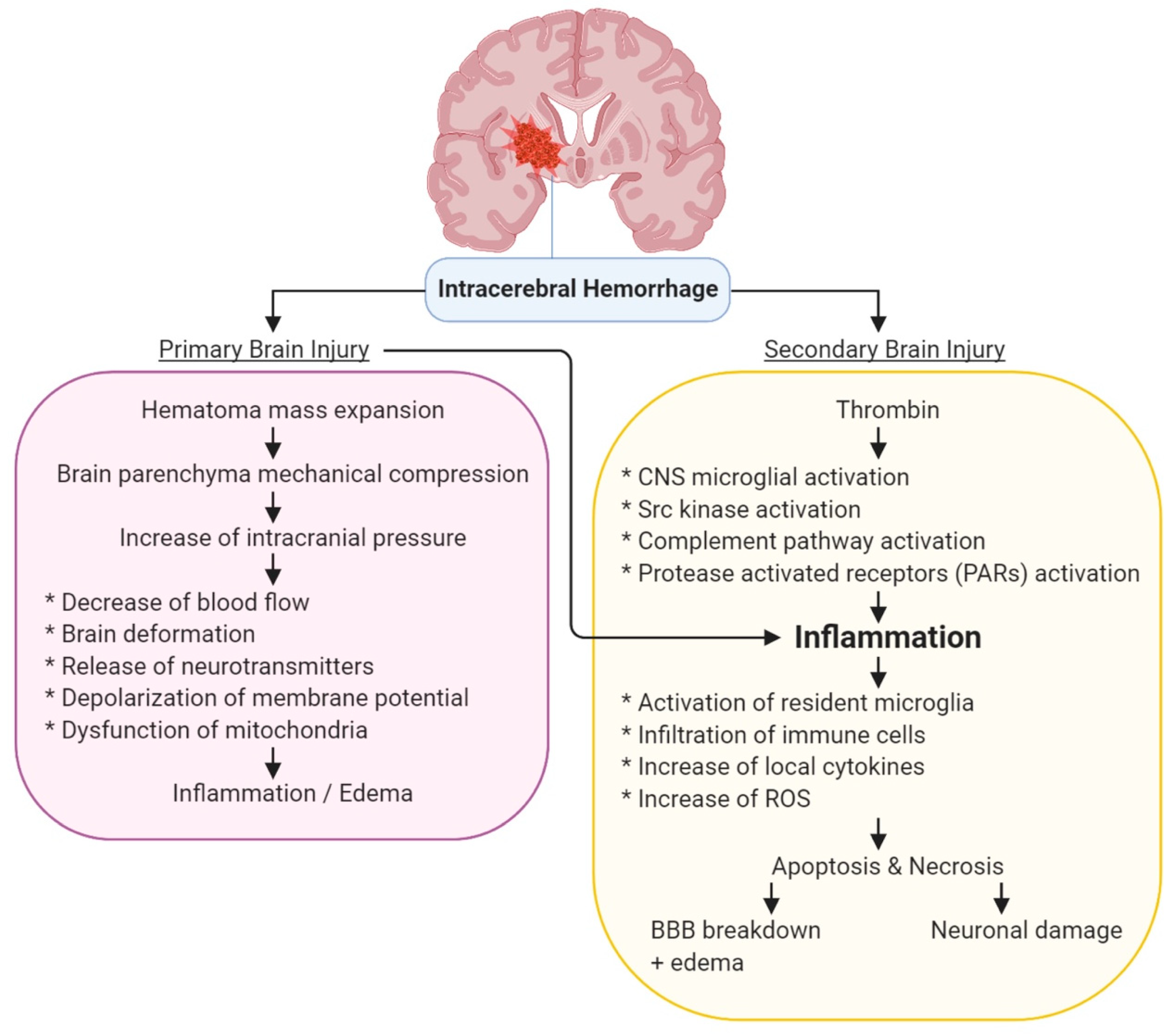 Biomolecules | Free Full-Text | The Role of Urocortins in Intracerebral  Hemorrhage