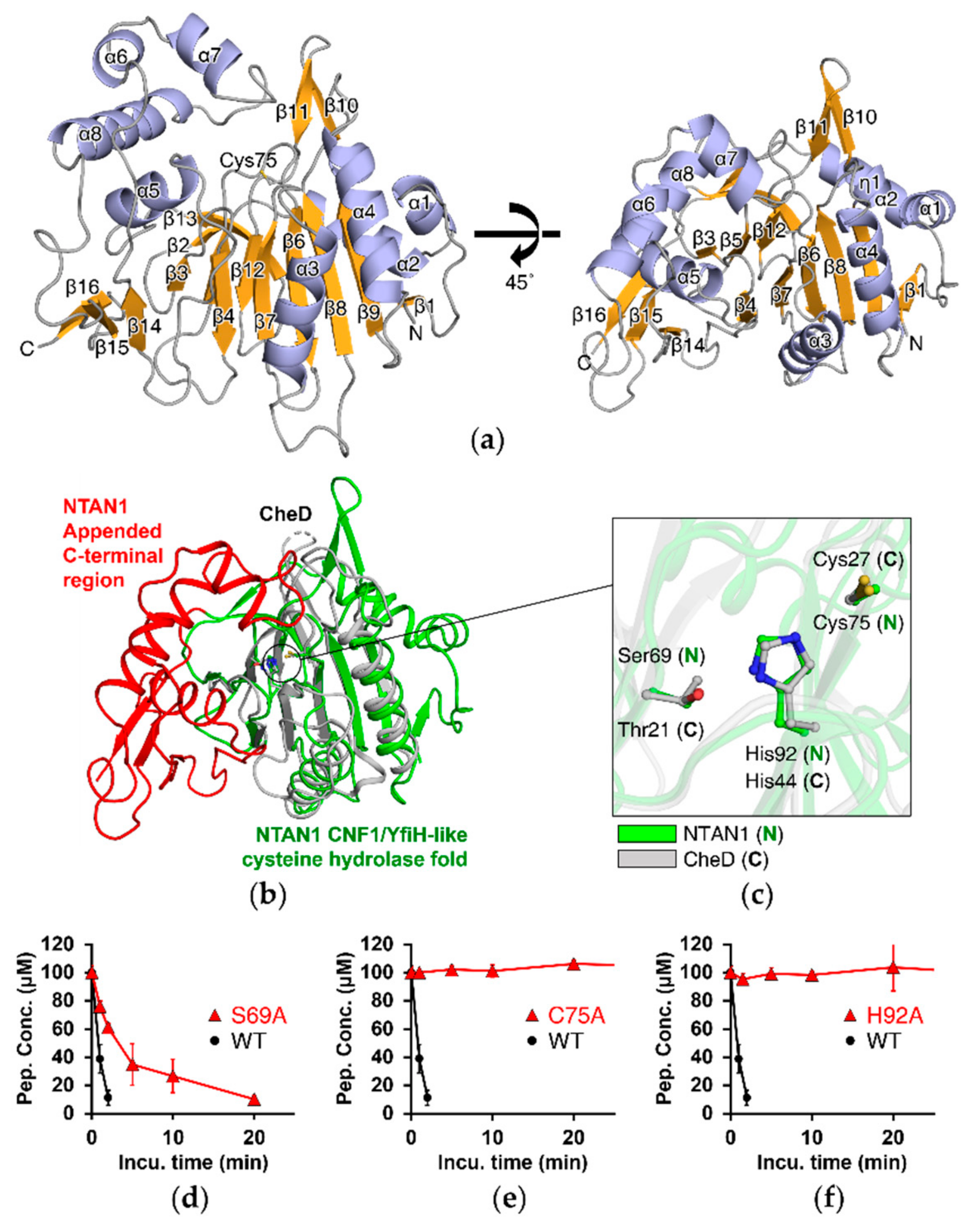 Biomolecules Free Full Text Structural Analyses On The Deamidation Of N Terminal Asn In The Human N Degron Pathway Html