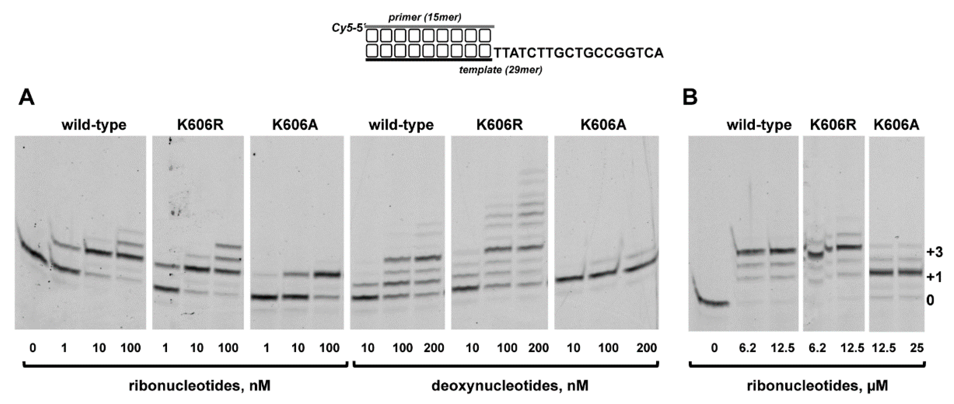 Biomolecules 10 00203 g005 Biomolecules 10 00203 g005