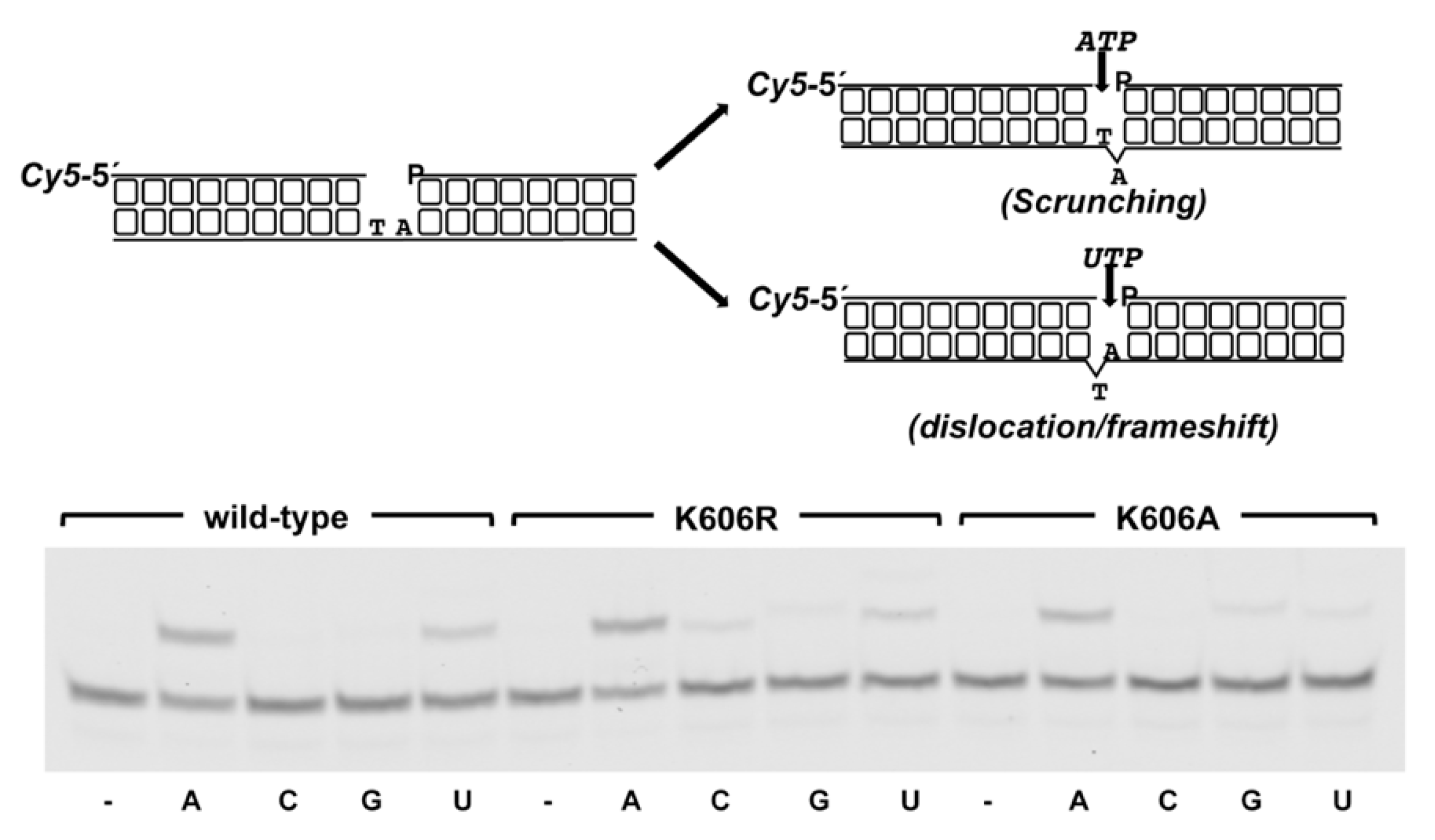 Biomolecules 10 00203 g008 Biomolecules 10 00203 g008