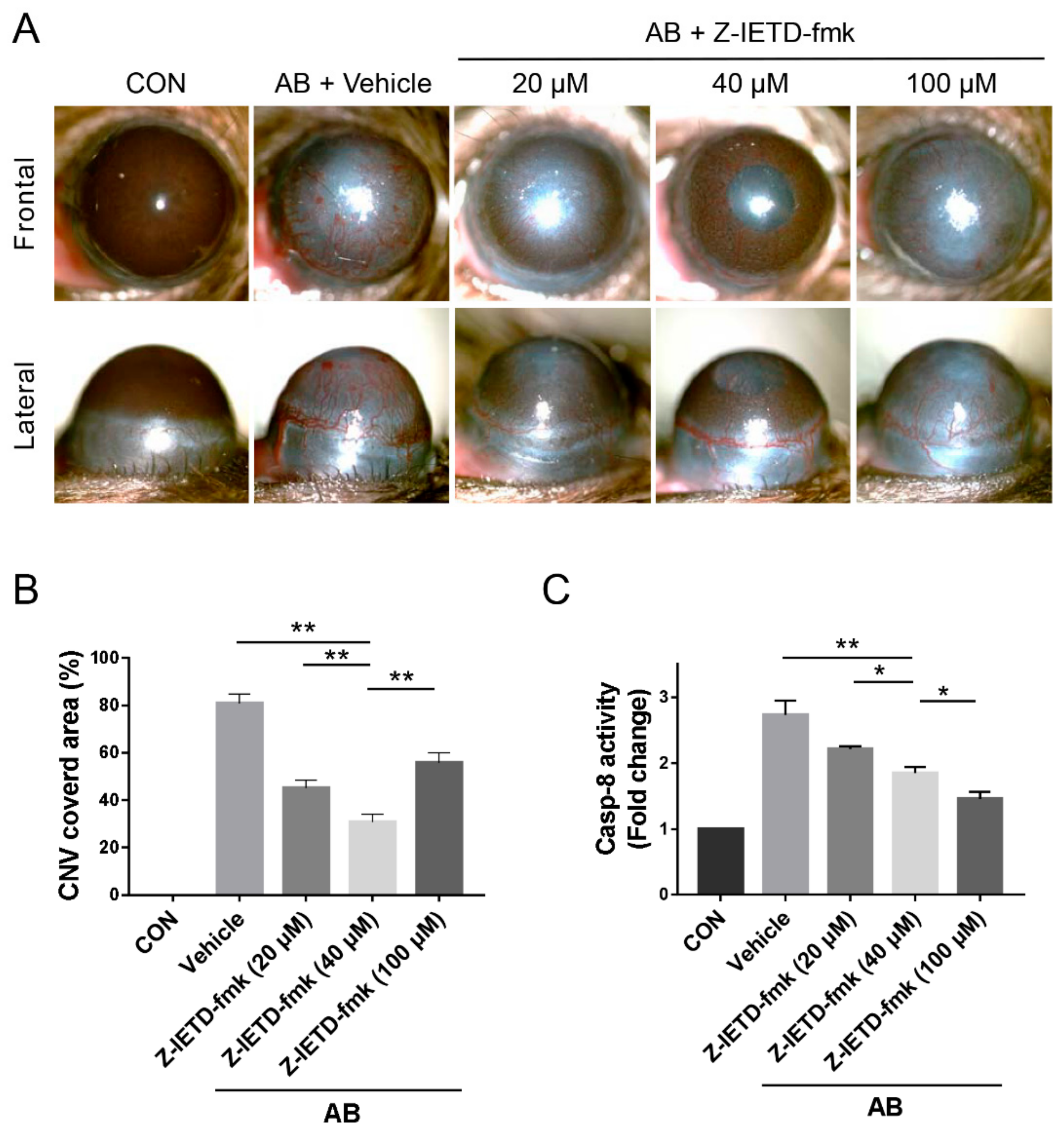 Biomolecules Free Full Text Pharmacological Inhibition Of Caspase 8 Suppresses Inflammation Induced Angiogenesis In The Cornea Html