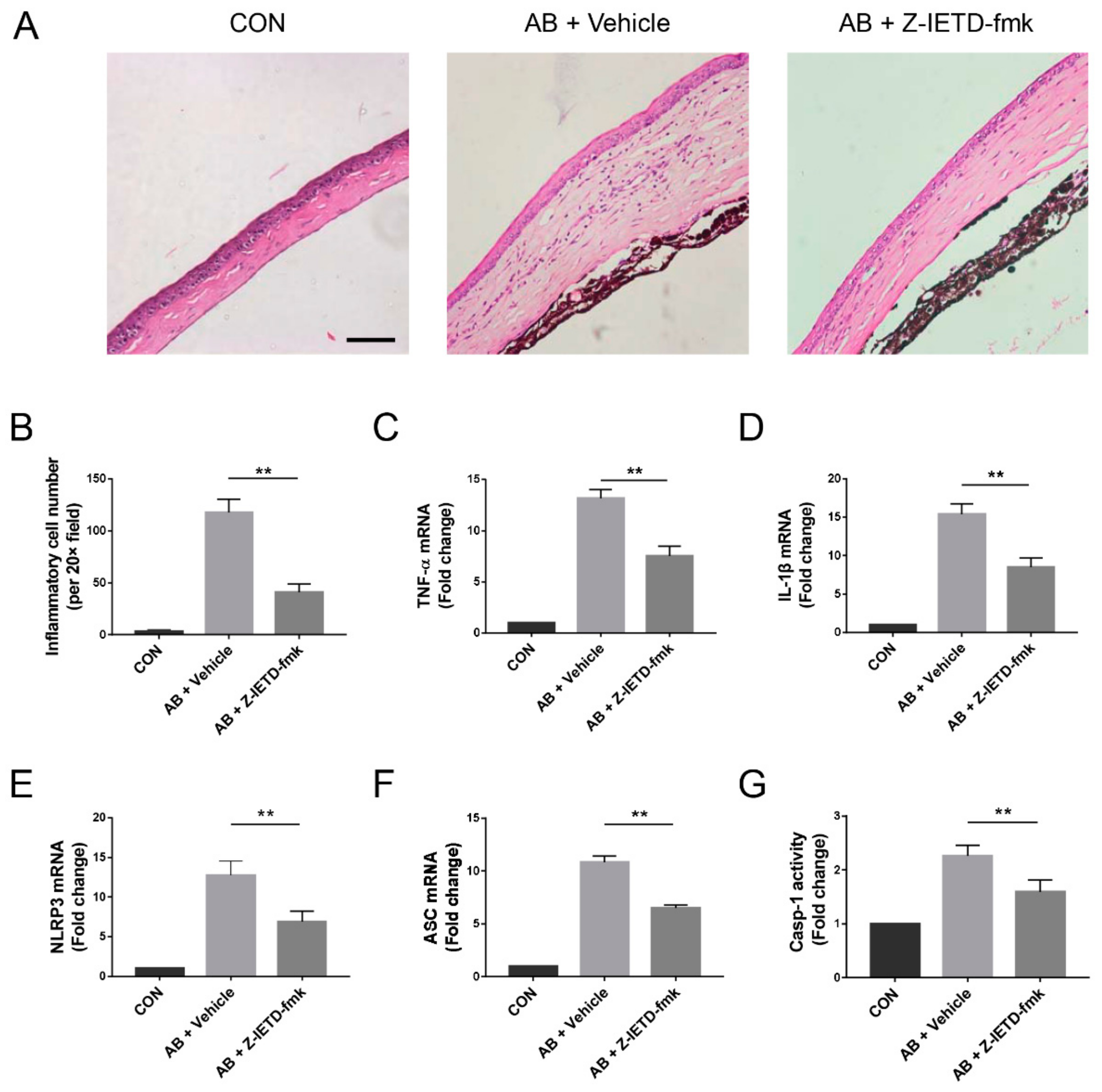 Biomolecules 10 00210 g004