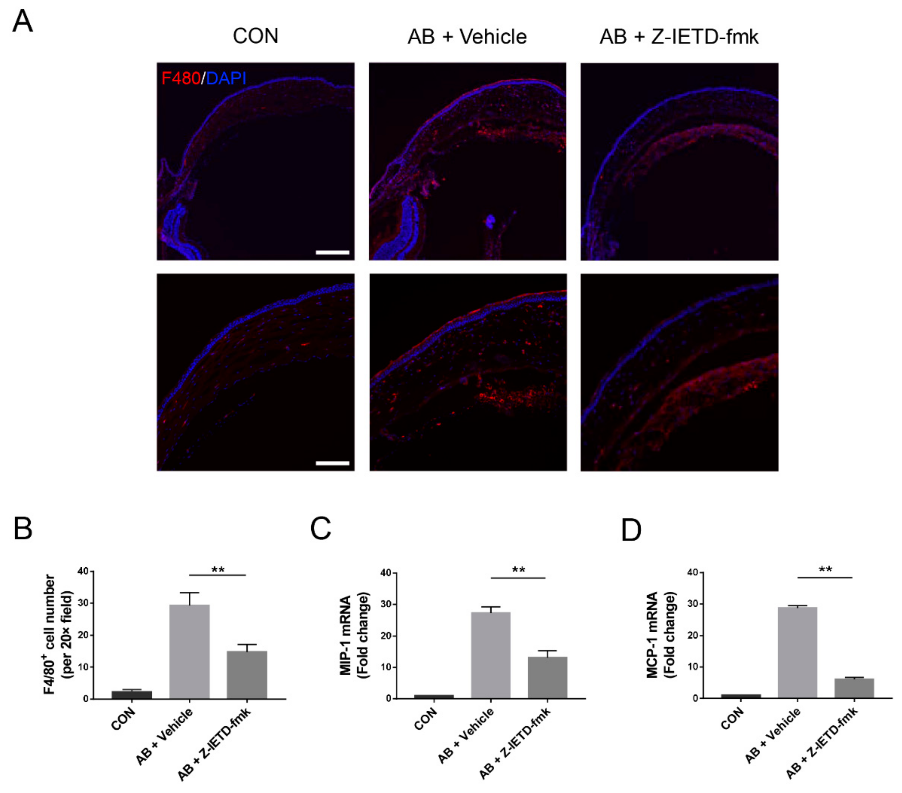 Biomolecules 10 00210 g005