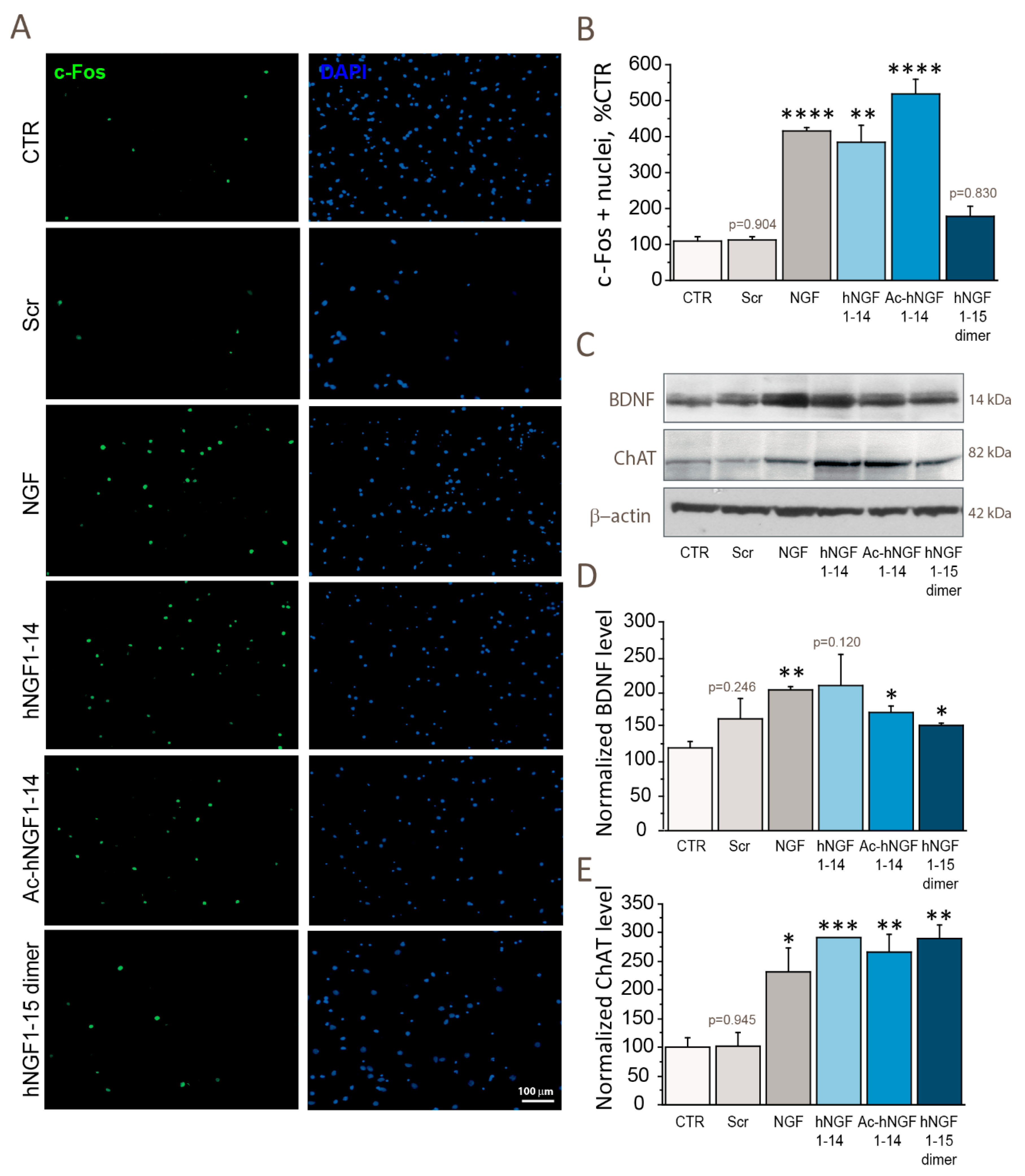 Biomolecules Free Full Text Hngf Peptides Elicit The Ngf Trka Signalling Pathway In Cholinergic Neurons And Retain Full Neurotrophic Activity In The Drg Assay Html