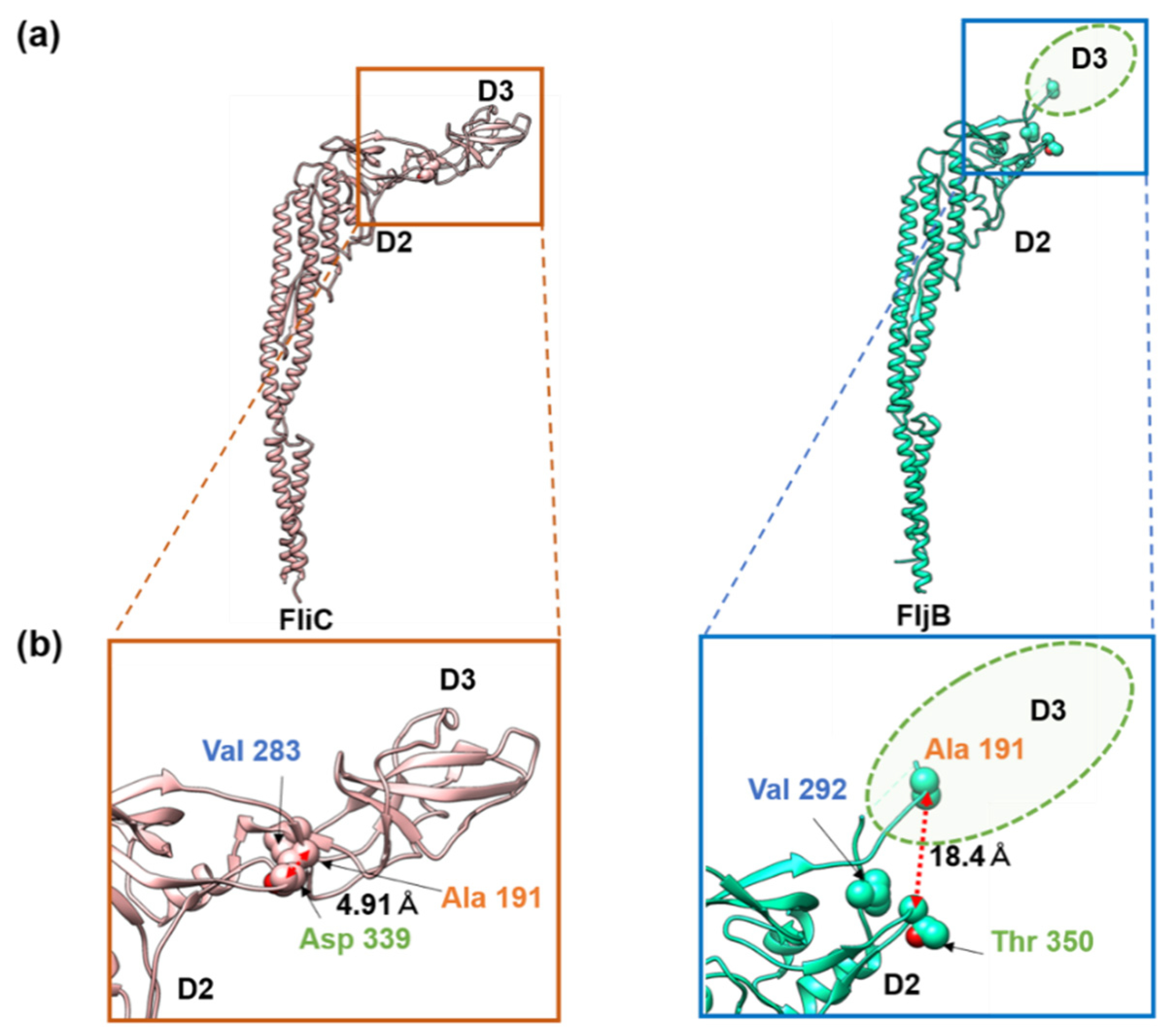 Biomolecules Free Full Text Structural And Functional Comparison Of Salmonella Flagellar Filaments Composed Of Fljb And Flic Html