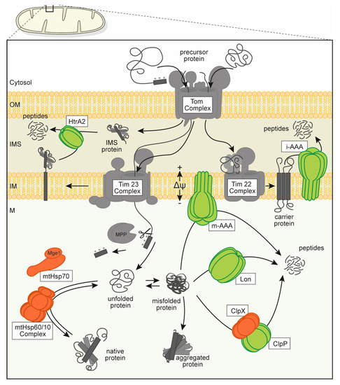 Biomolecules Special Issue a Proteins In Health And Disease Structure Physiological Function And Mechanisms Of Action