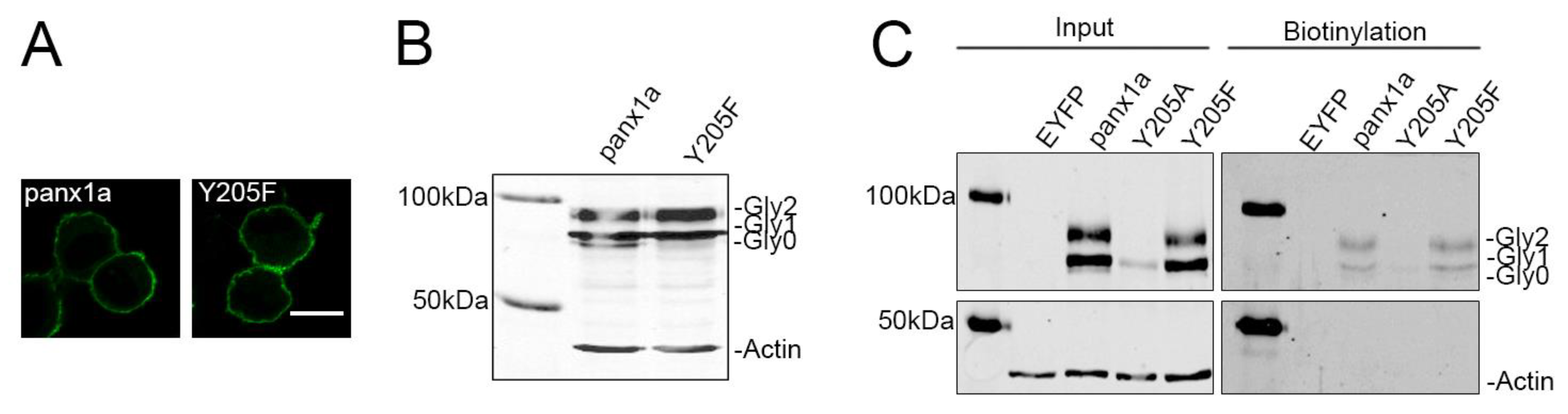 Biomolecules 10 00272 g002