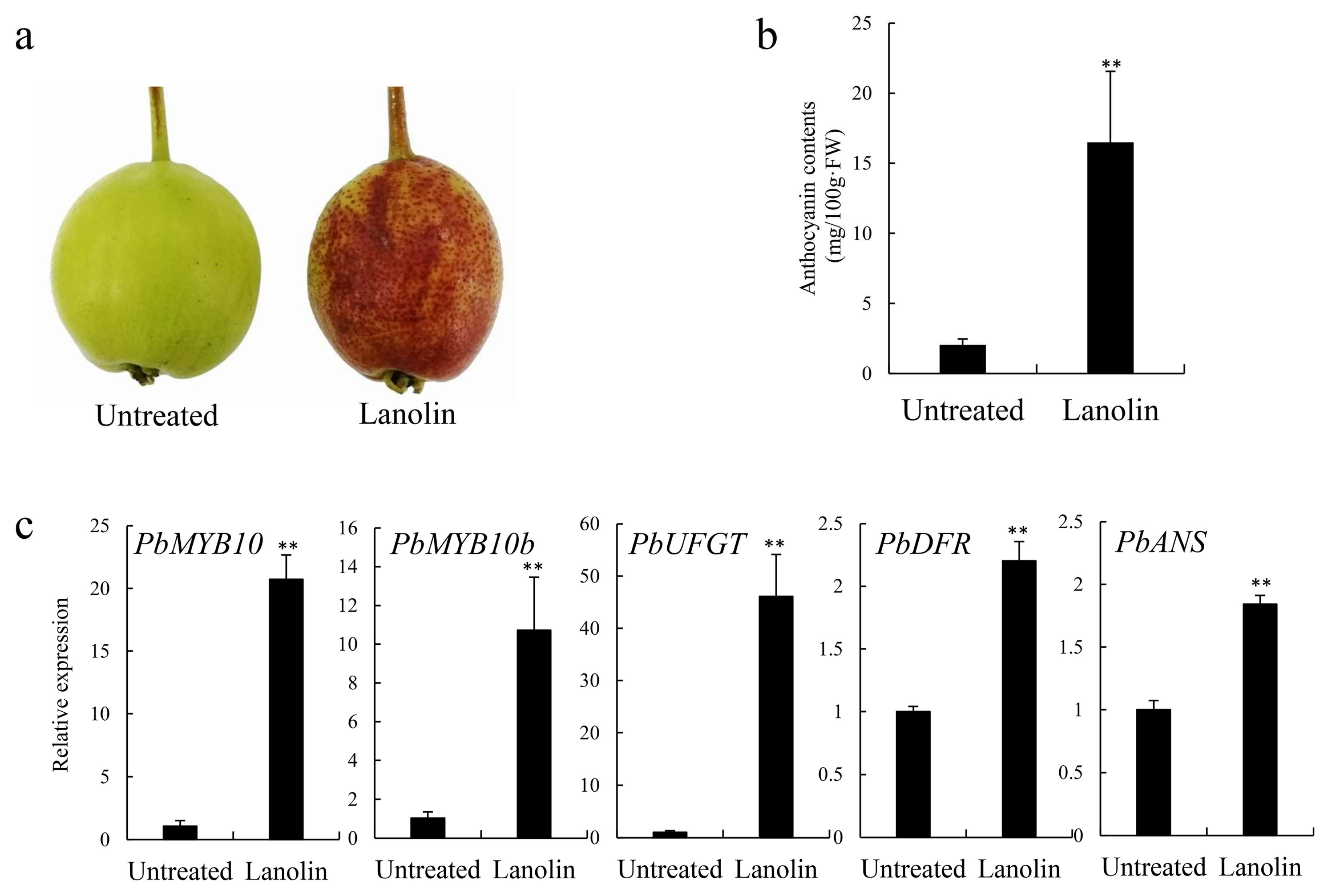 Organic Bartlett Pears, 1 ct - City Market