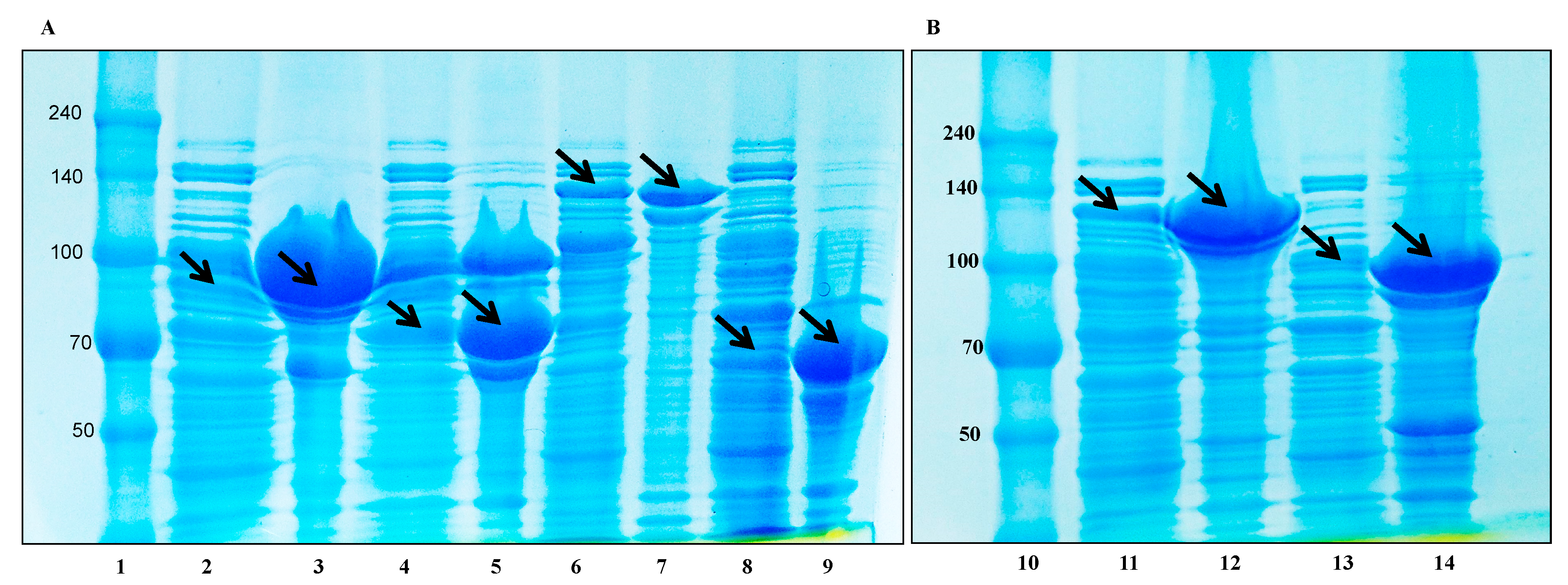 Biomolecules 10 00288 g004 Biomolecules 10 00288 g004
