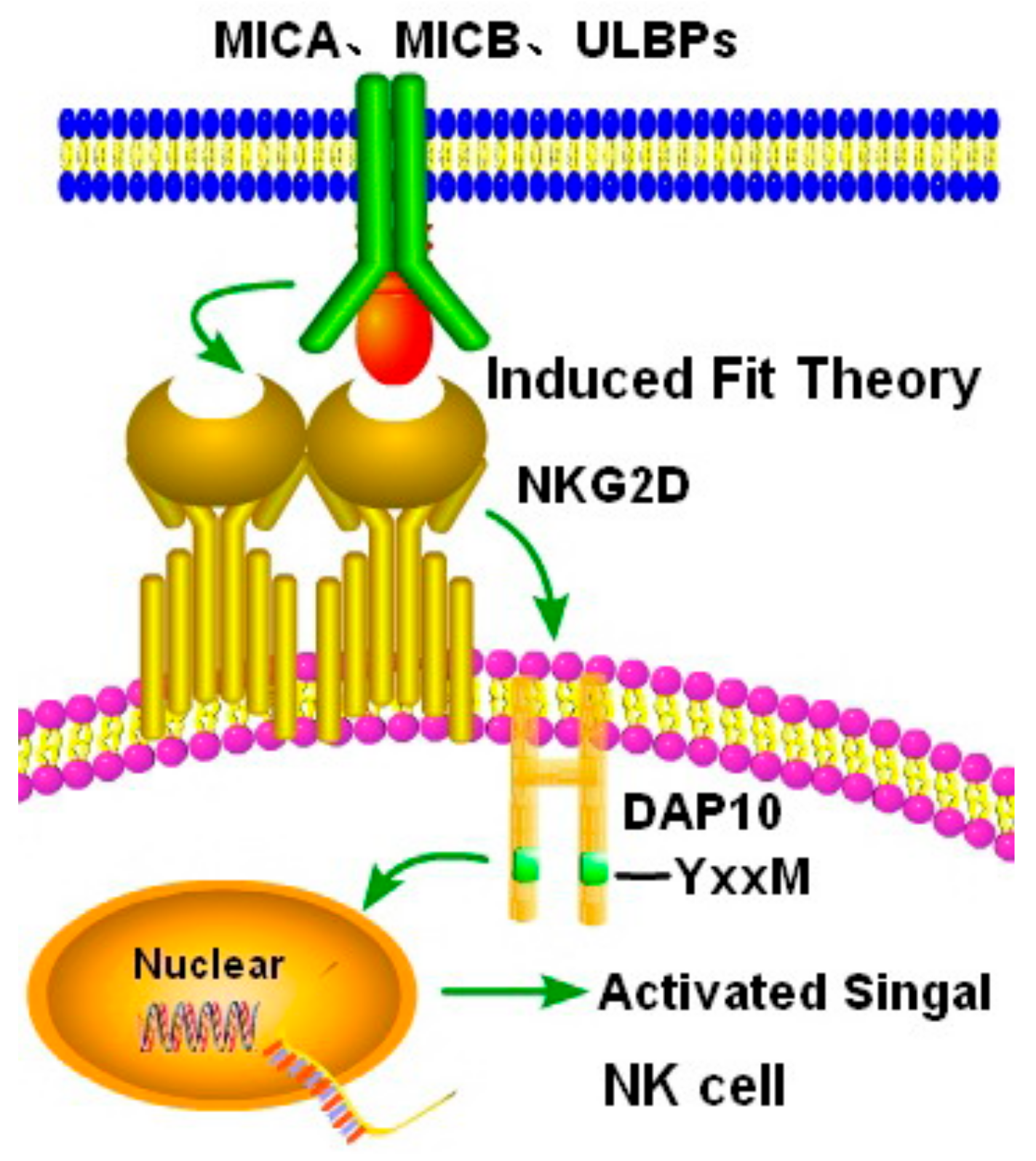 Biomolecules 10 00301 g005