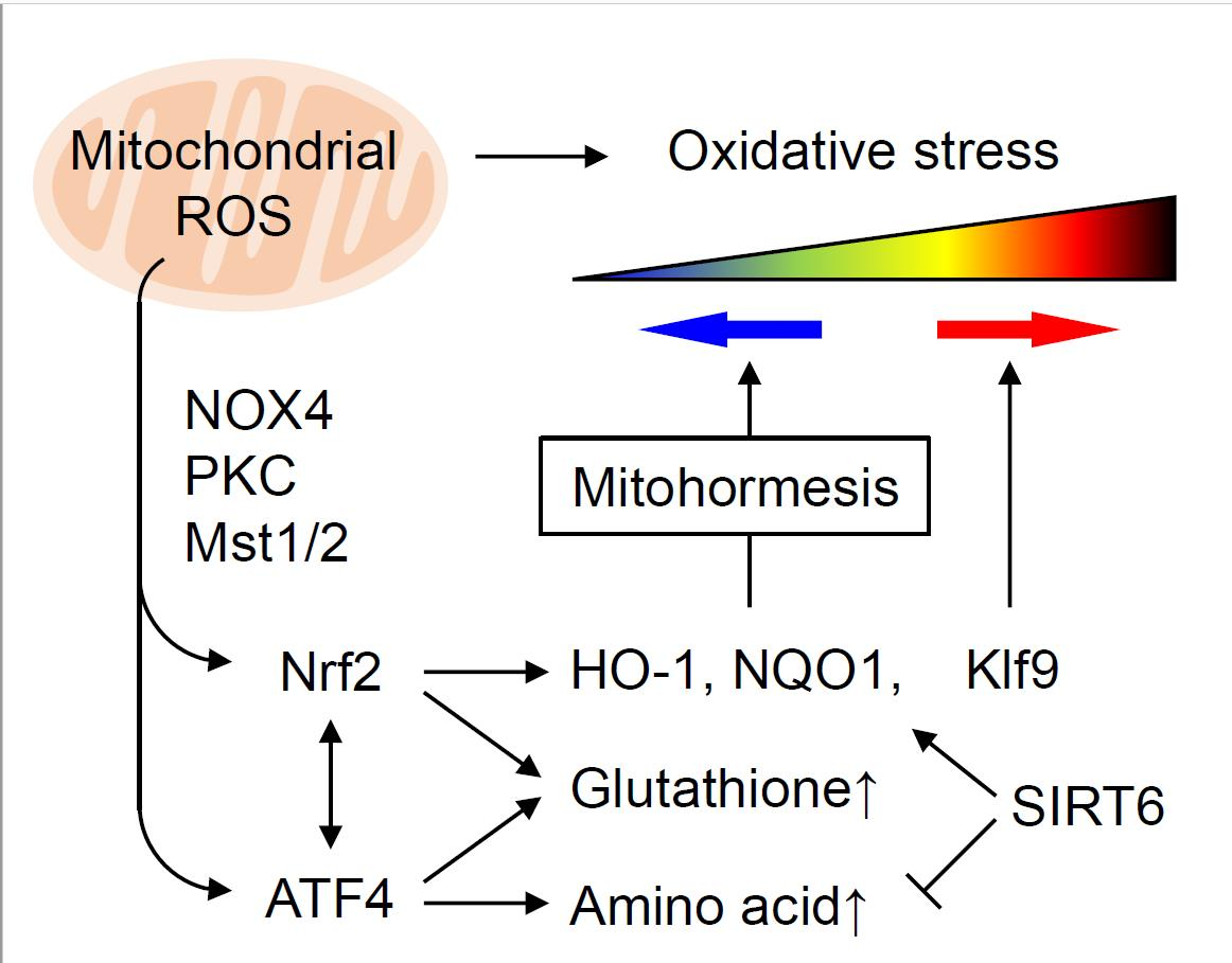 Biomolecules | Free Full-Text | Regulation of Nrf2 by Mitochondrial