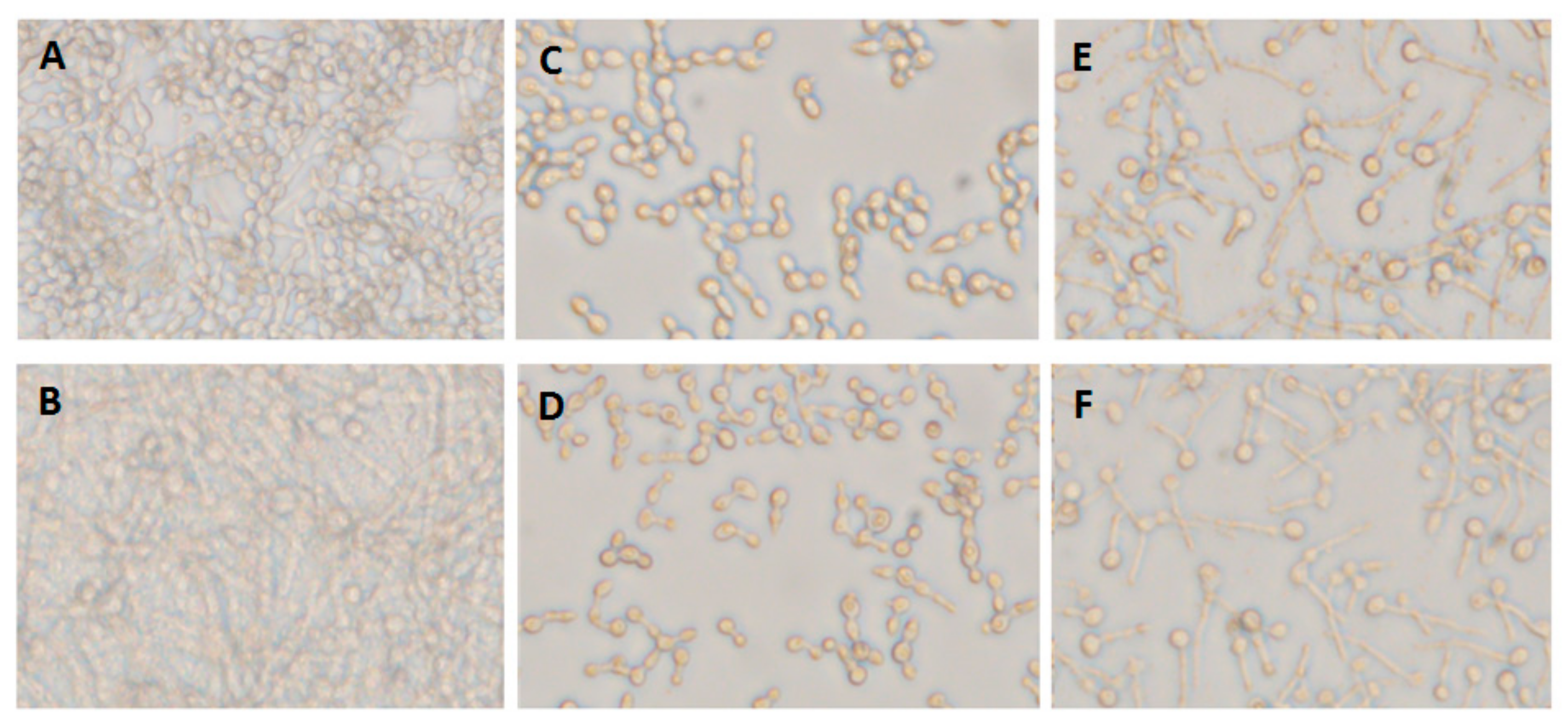 Biomolecules 10 00342 g005 Biomolecules 10 00342 g005