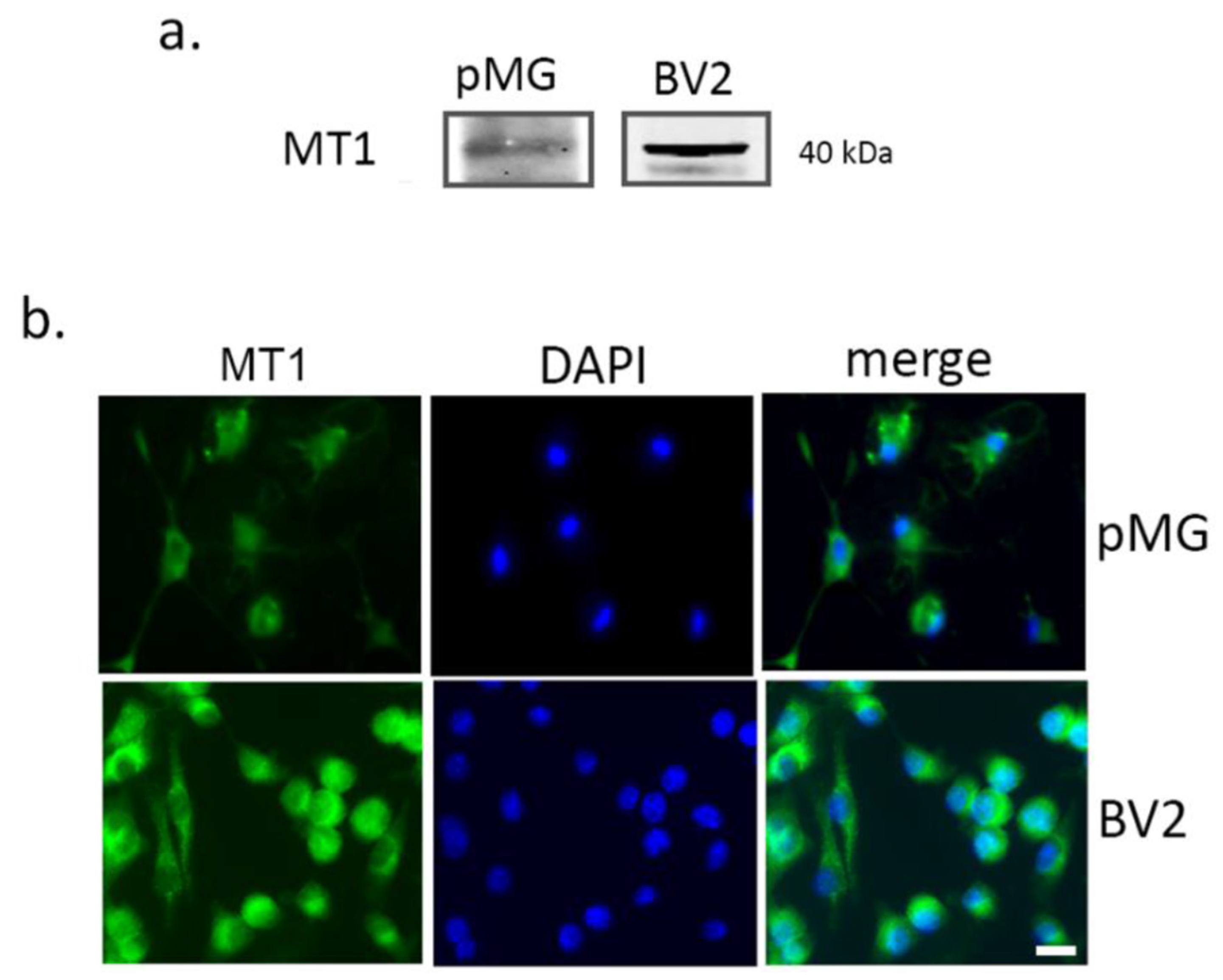 Biomolecules 10 00364 g002 Biomolecules 10 00364 g002