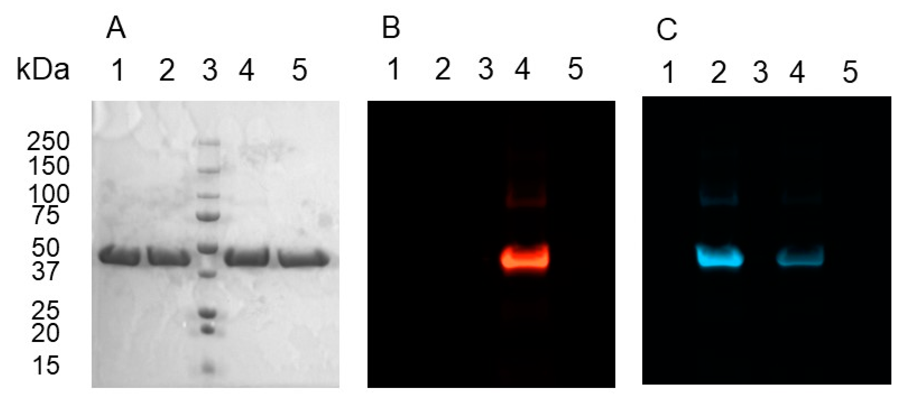 Biomolecules 10 00369 g004