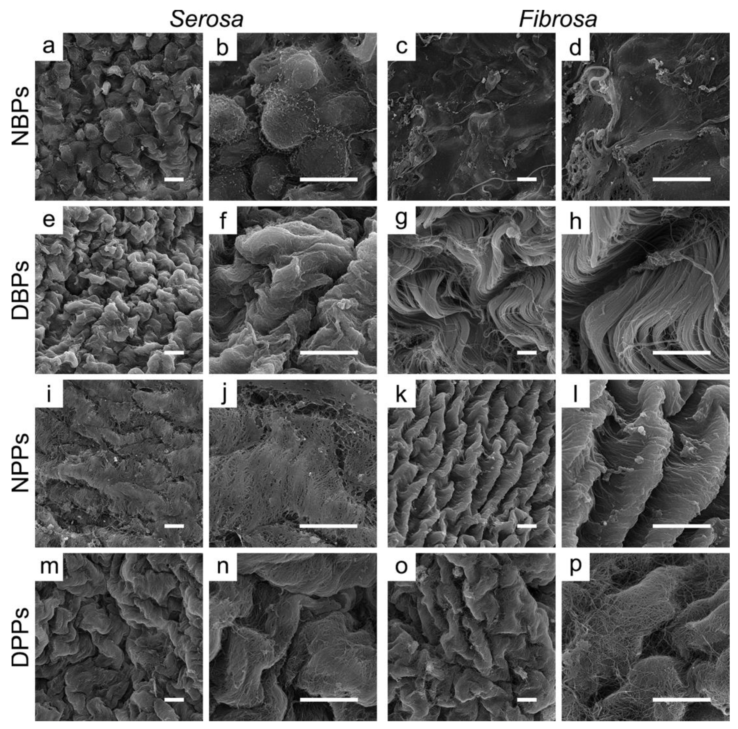 Biomolecules 10 00371 g003 Biomolecules 10 00371 g003