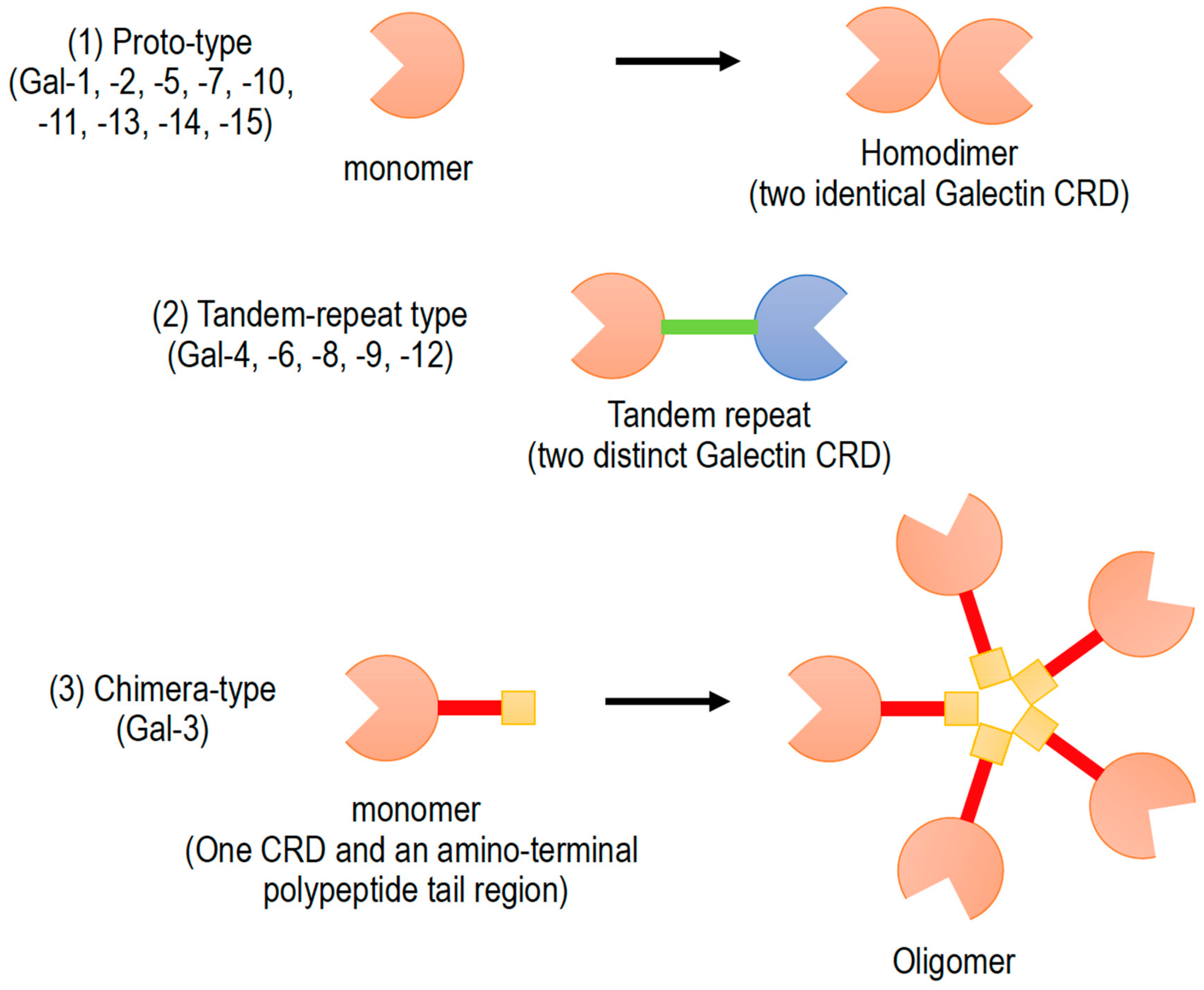 Biomolecules Free Full Text Galectin 3 As A Next Generation Biomarker For Detecting Early Stage Of Various Diseases Html