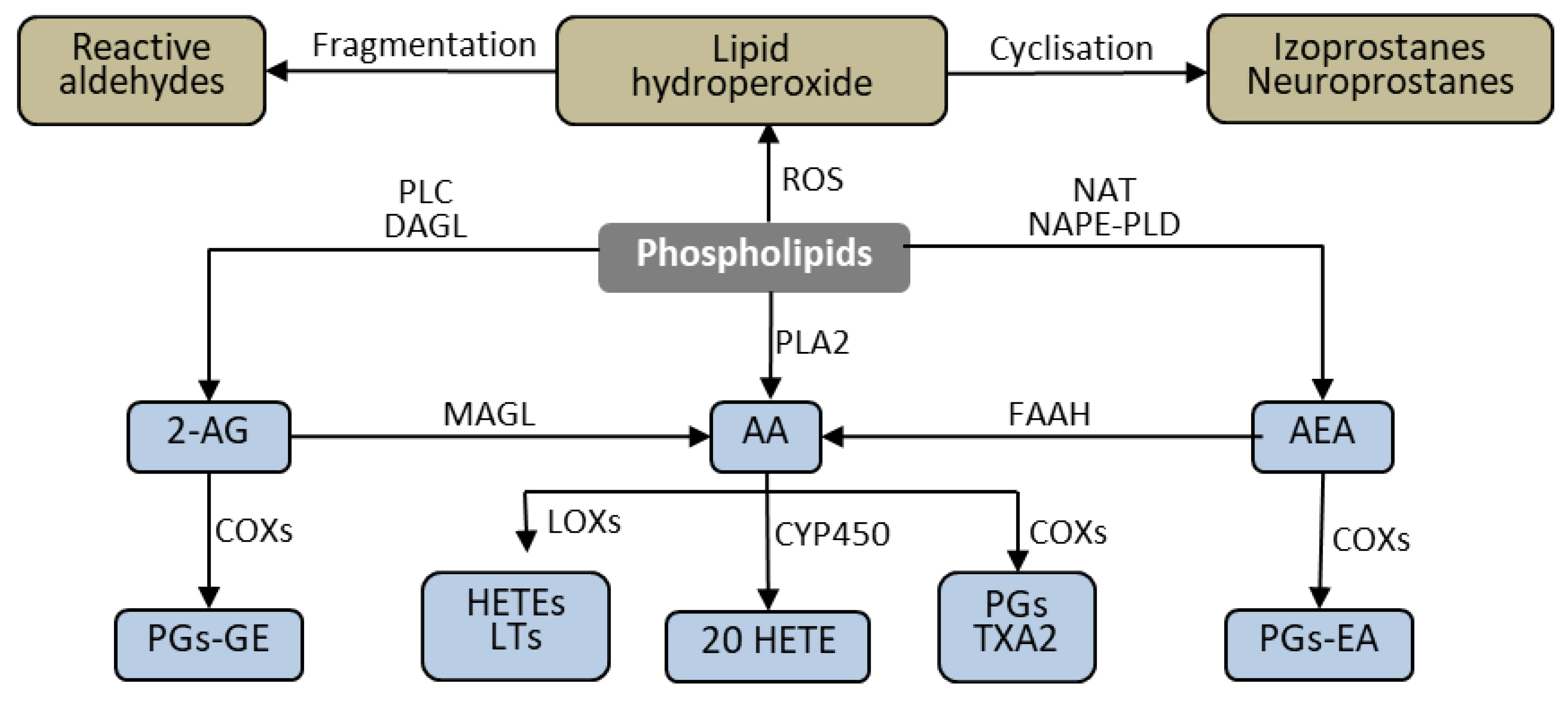 Biomolecules Free Full Text Involvement Of Metabolic Lipid Mediators In The Regulation Of Apoptosis Html