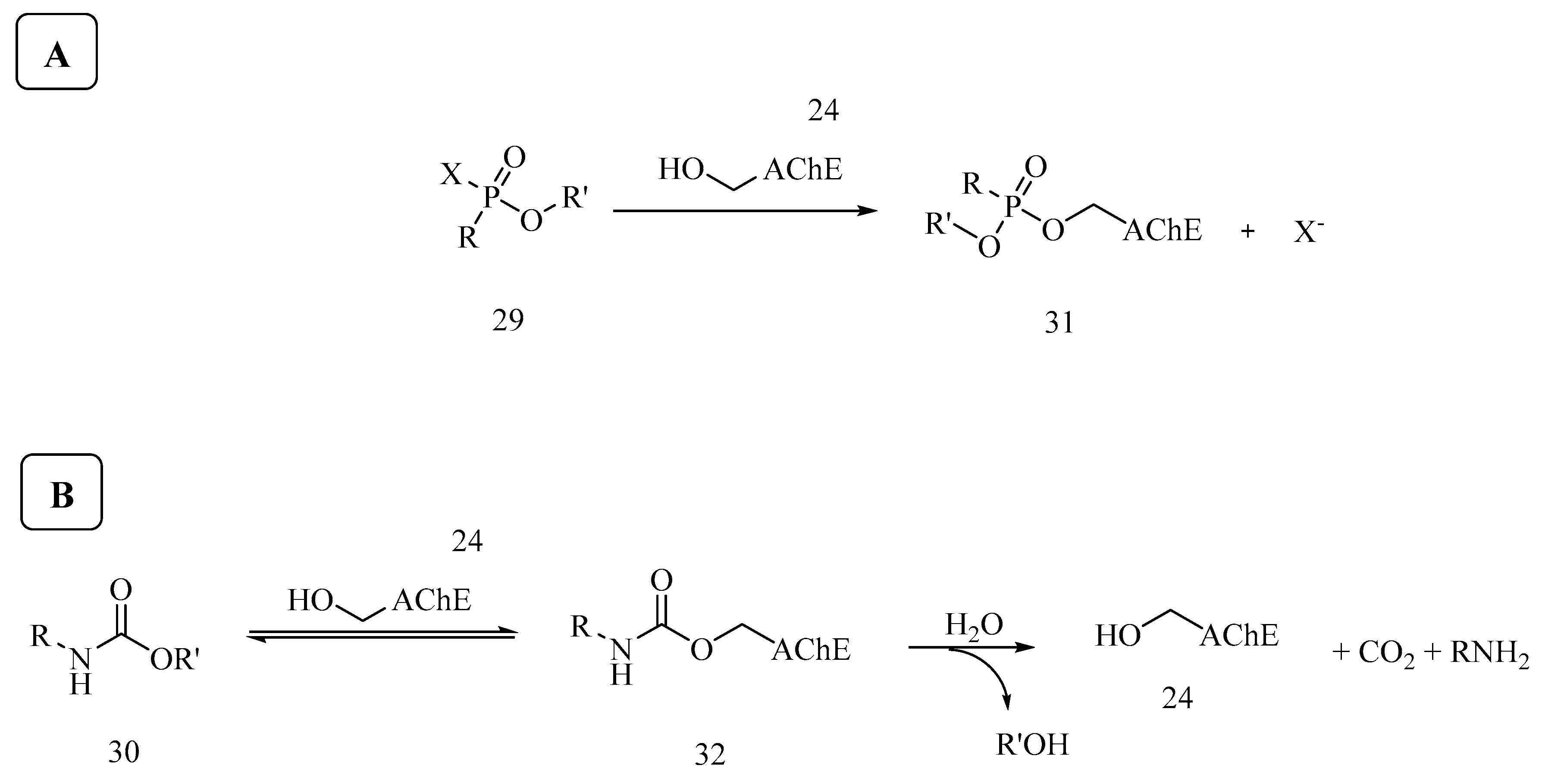 Biomolecules 10 00414 sch003 Biomolecules 10 00414 sch003