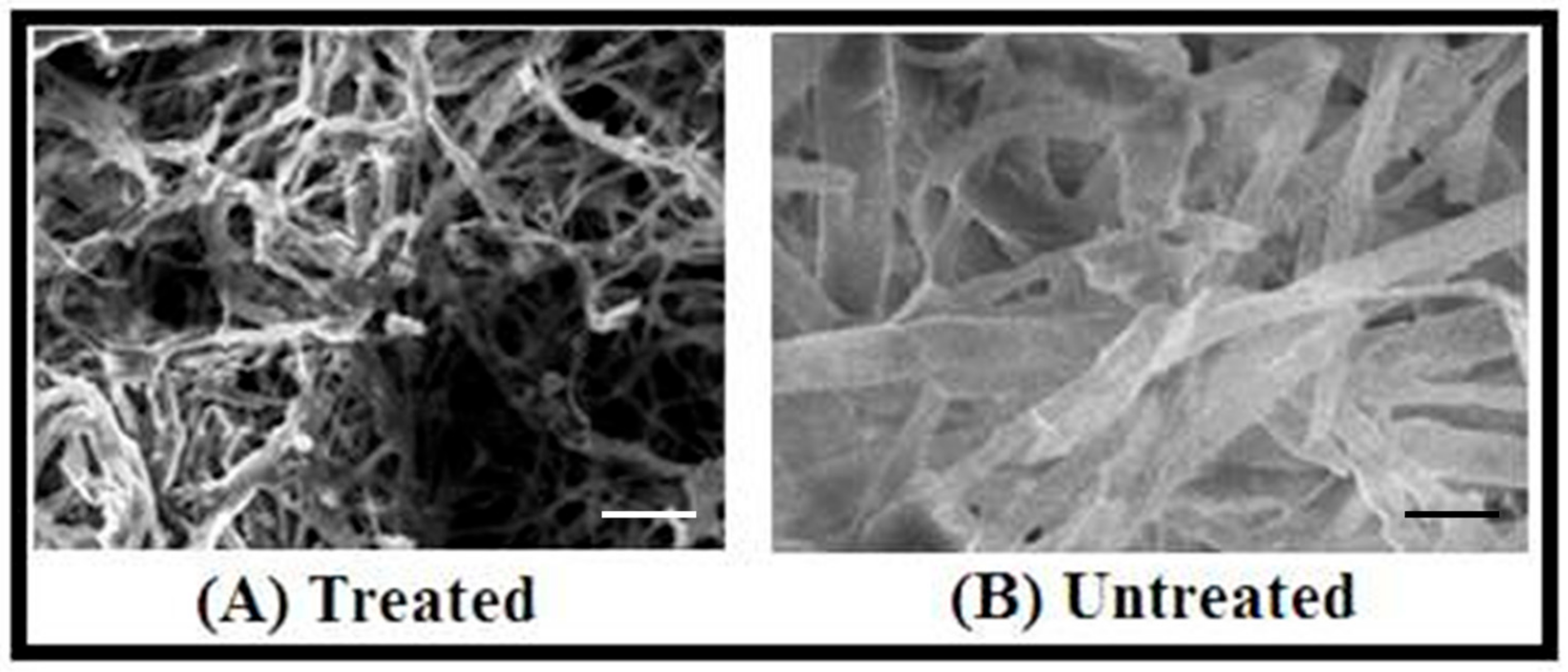 Biomolecules 10 00425 g008