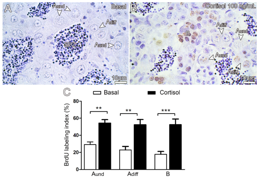 Biomolecules 10 00429 g004 Biomolecules 10 00429 g004