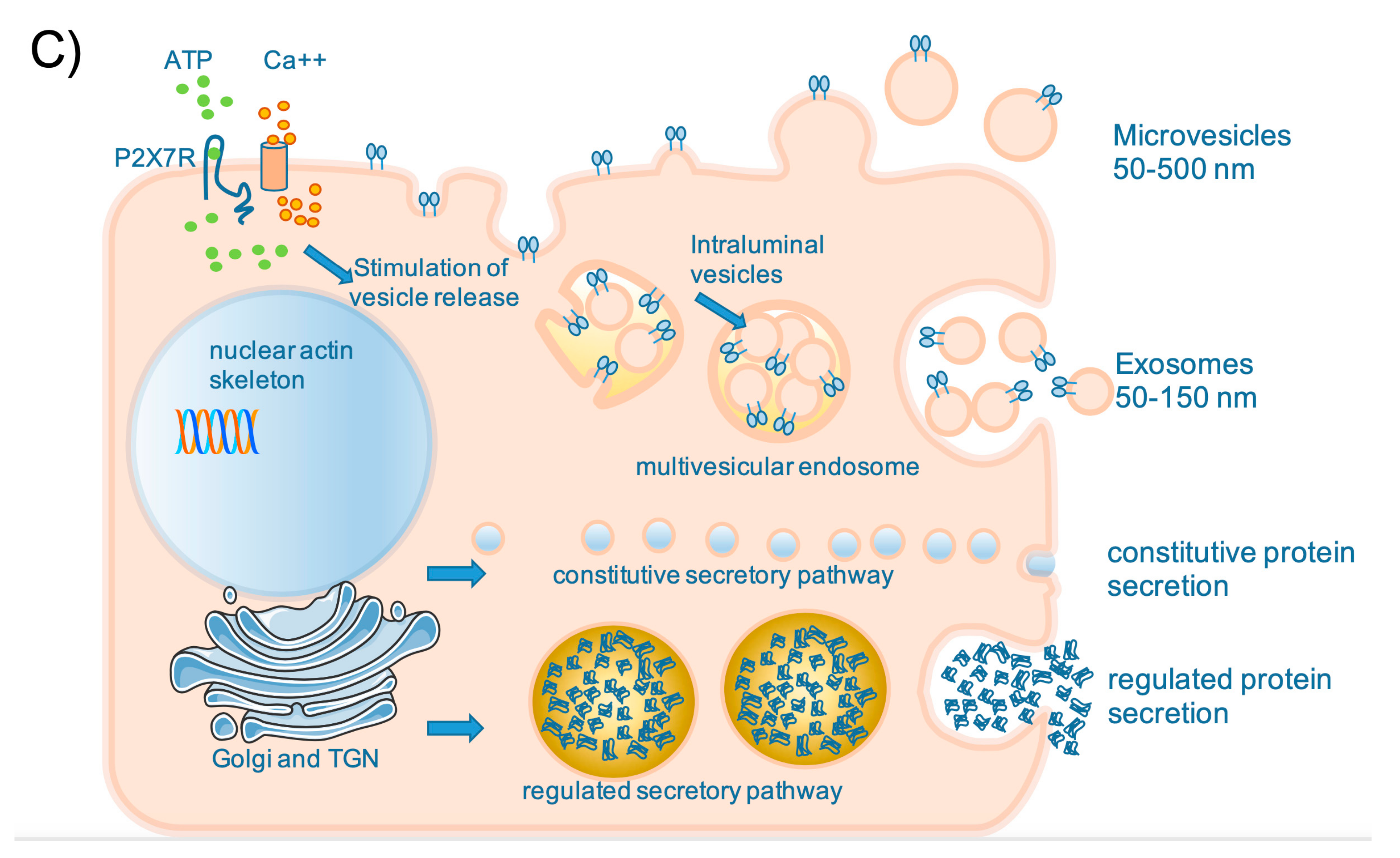 Frontiers  Neuromuscular Electrical Stimulation: A New Therapeutic Option  for Chronic Diseases Based on Contraction-Induced Myokine Secretion