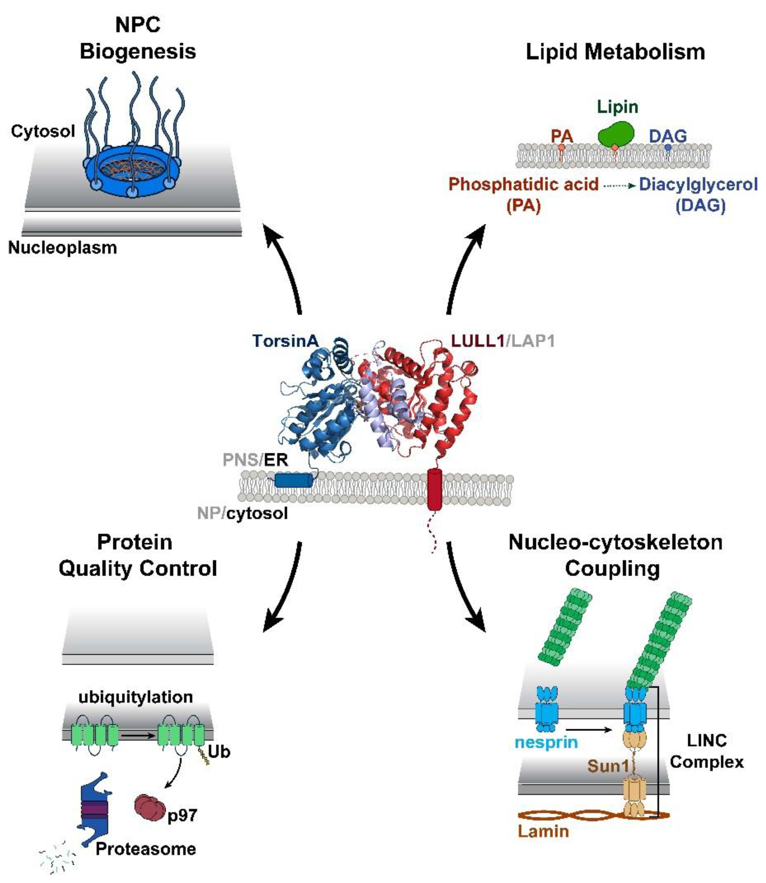 Biomolecules | Free Full-Text | The Role of Torsin AAA+ Proteins ...